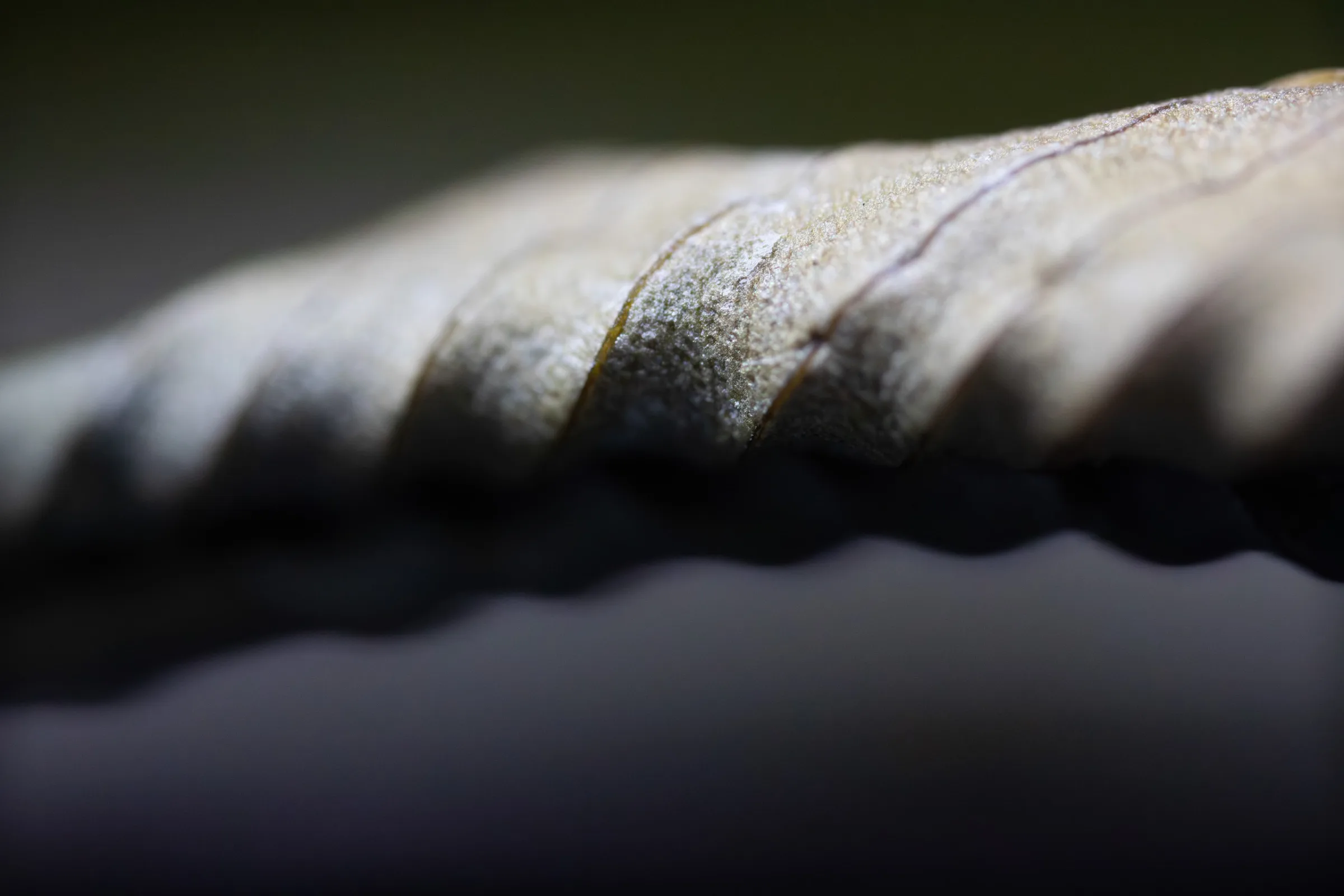 Verwelktes Blatt
