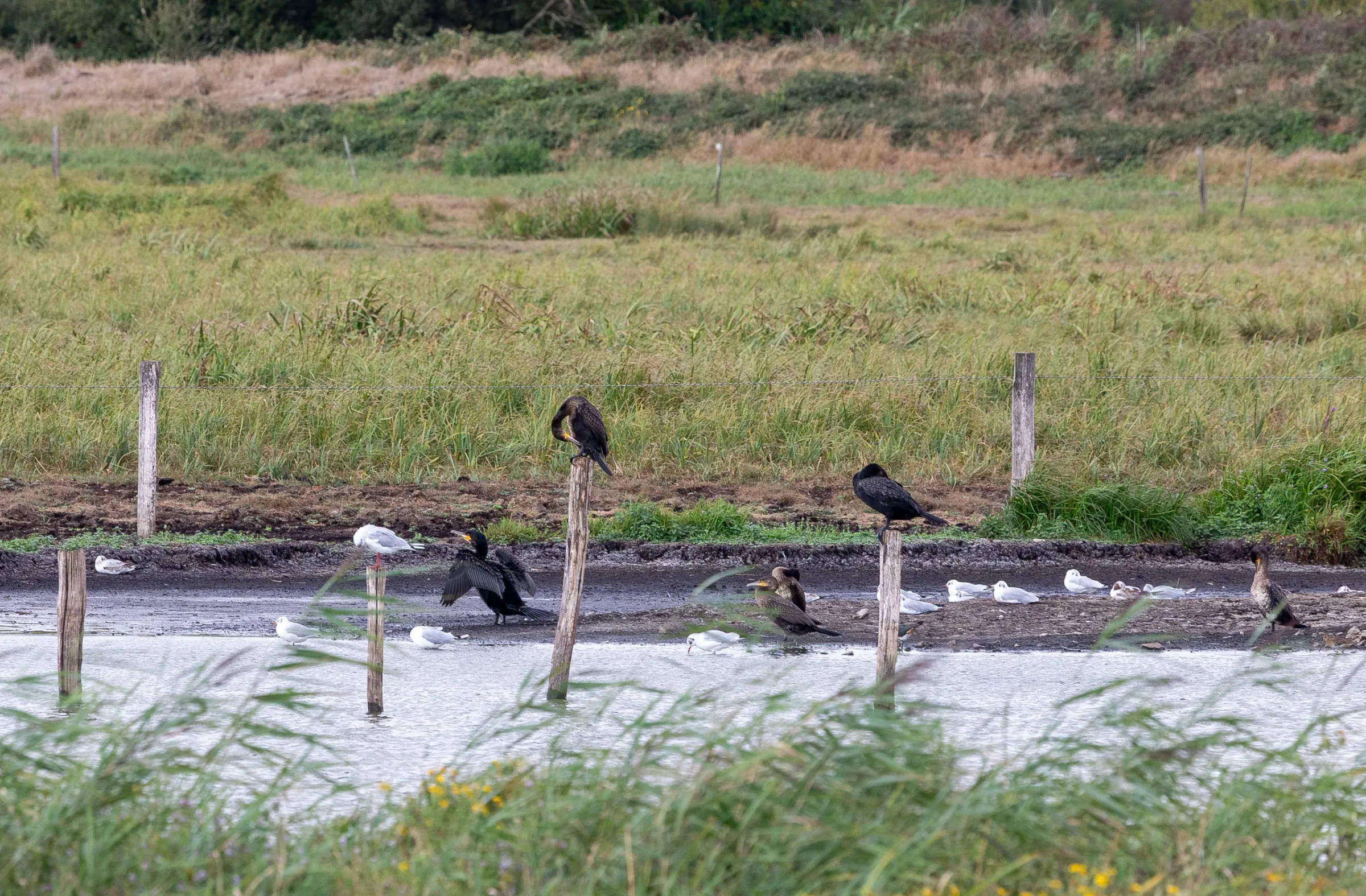 Kormoran (Phalacrocorax carbo)