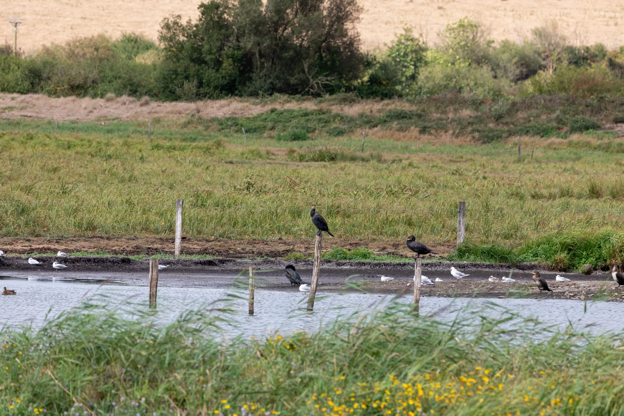 Kormoran (Phalacrocorax carbo)