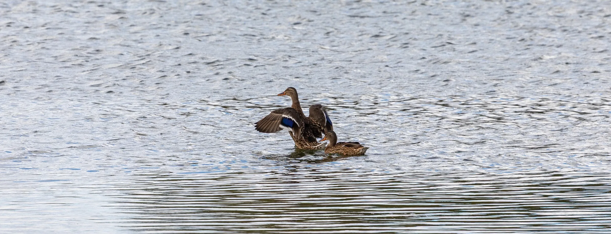 Stockente (Anas platyrhynchos)