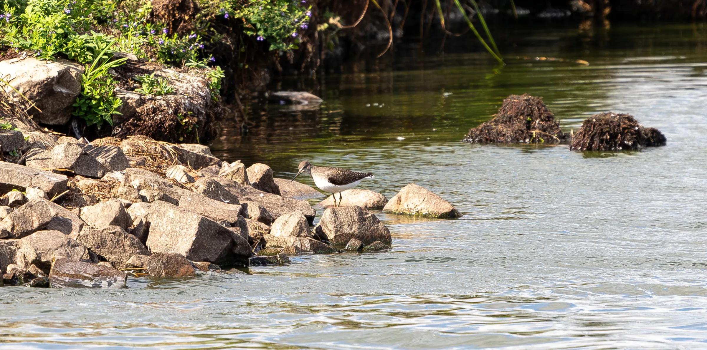 Waldwasserläufer (Tringa ochropus)