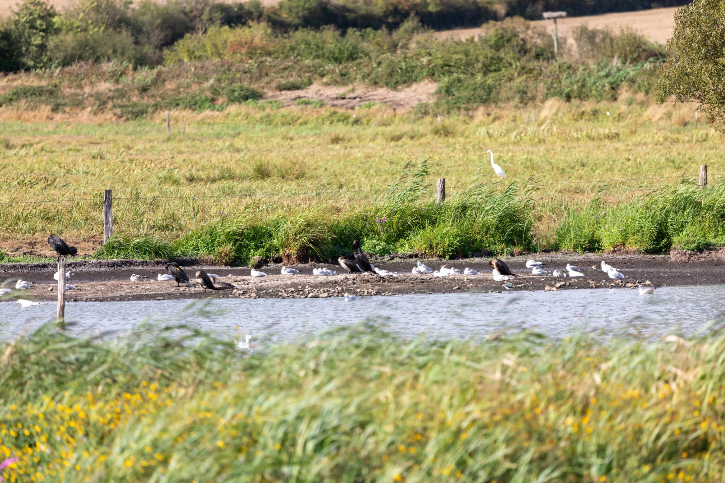 Kormoran (Phalacrocorax carbo)