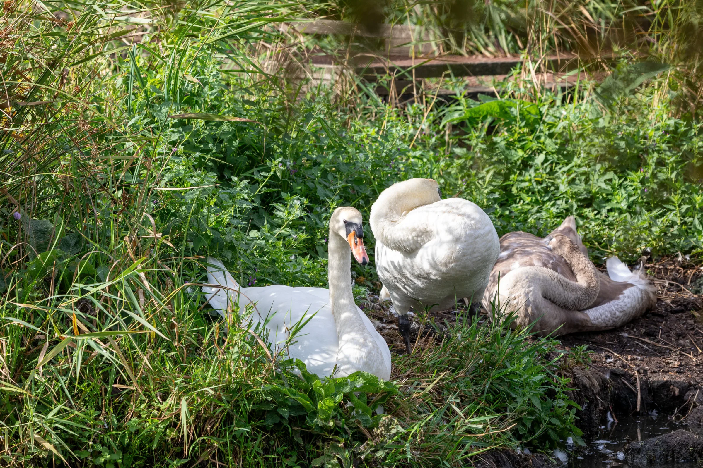 Höckerschwan (Cygnus olor)