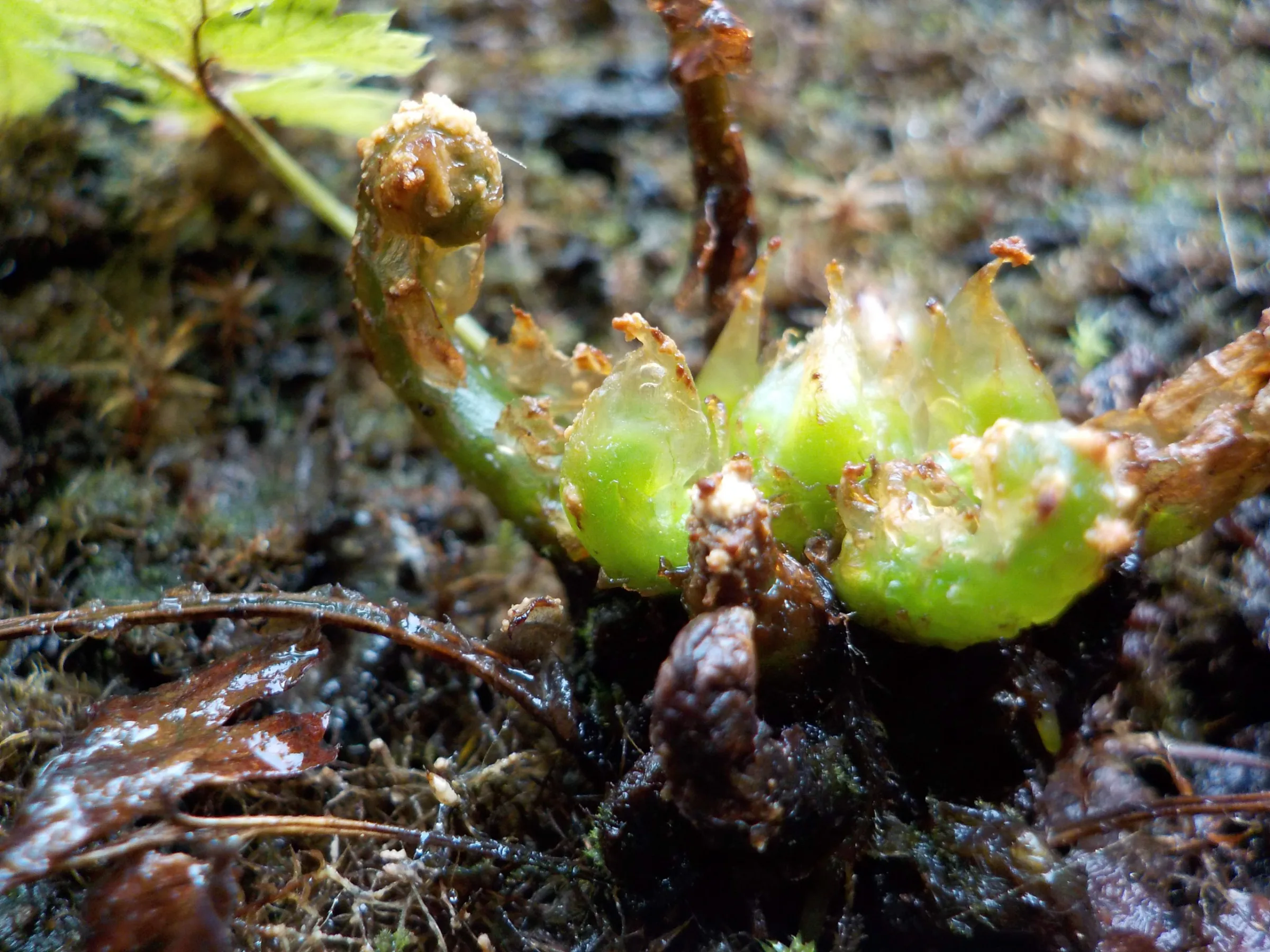 Farn (Polypodiopsida)