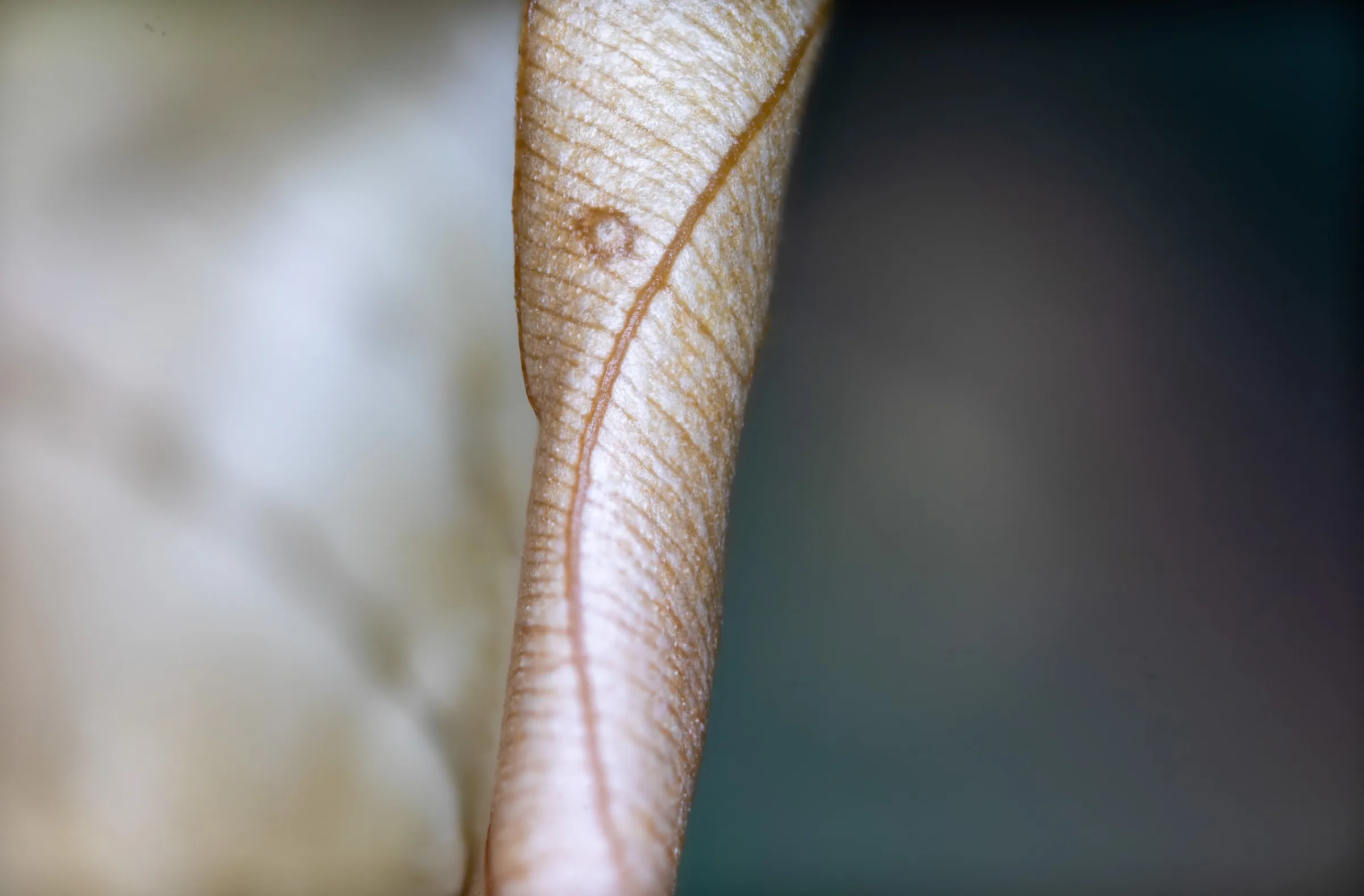 Verwelktes Blatt