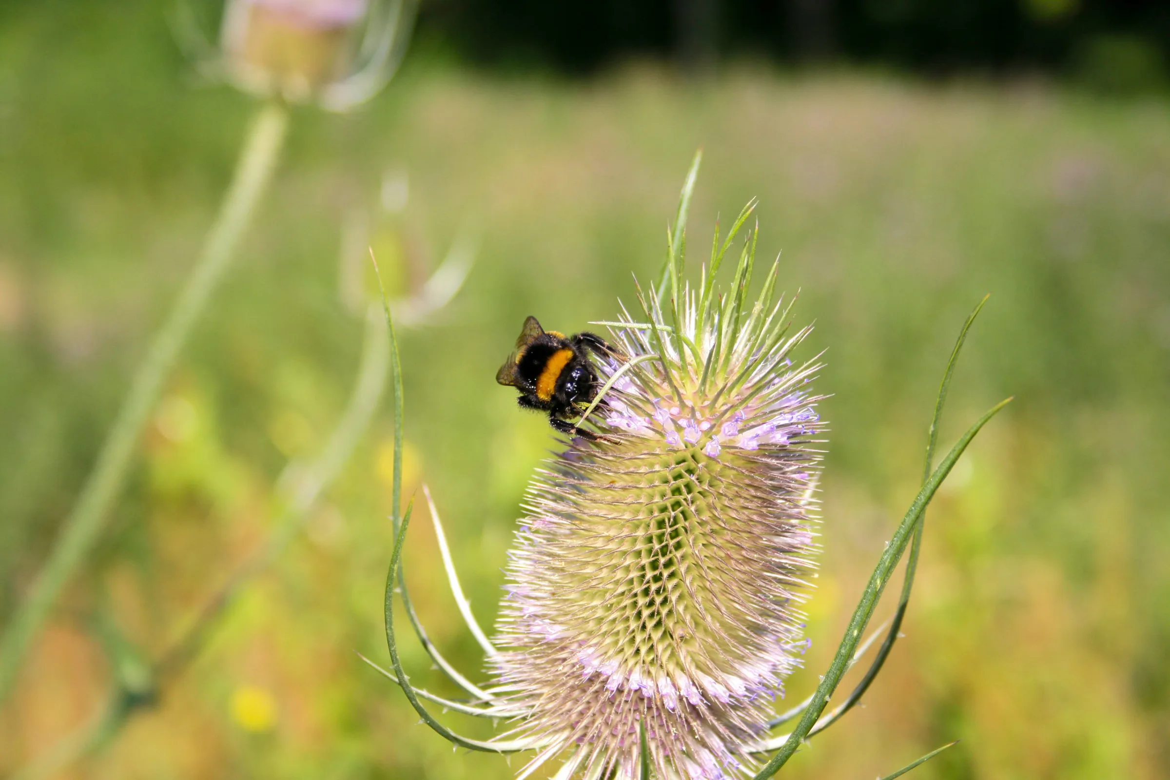 Hummel (Bombus)