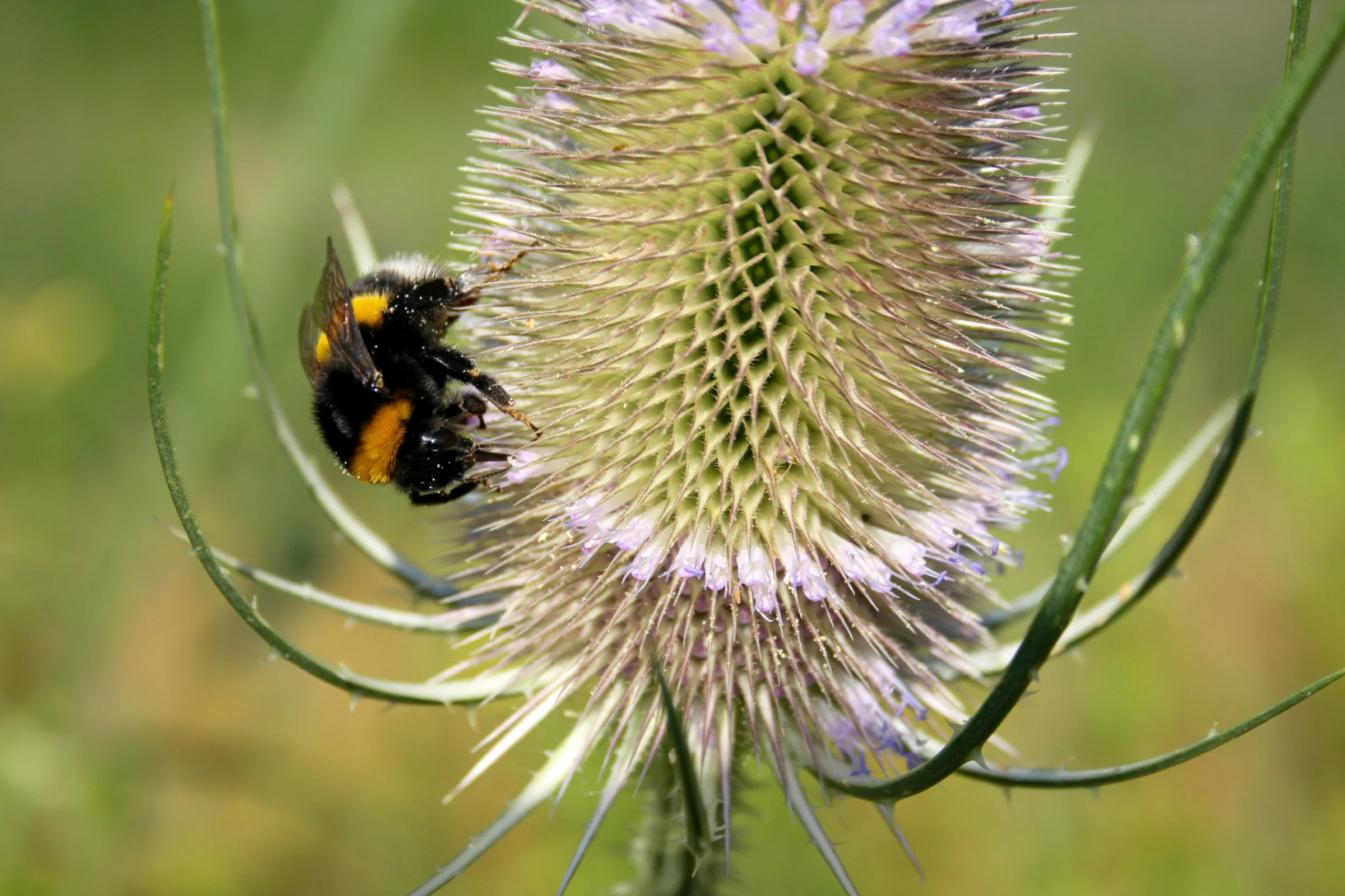 Erdhummel (Bombus terrestris-Komplex)
