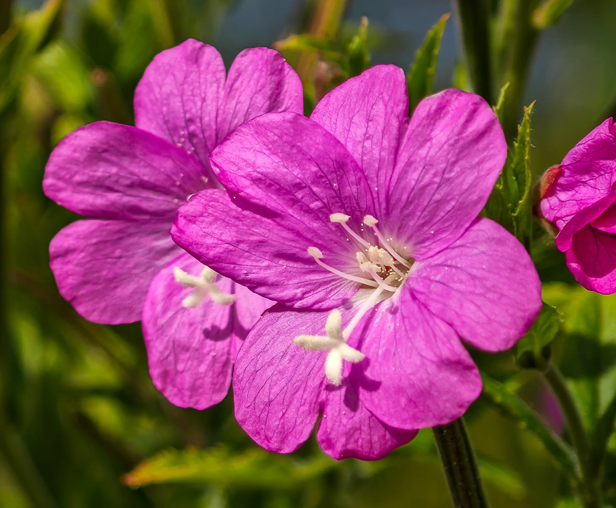 Zottiges Weidenröschen (Epilobium hirsutum)