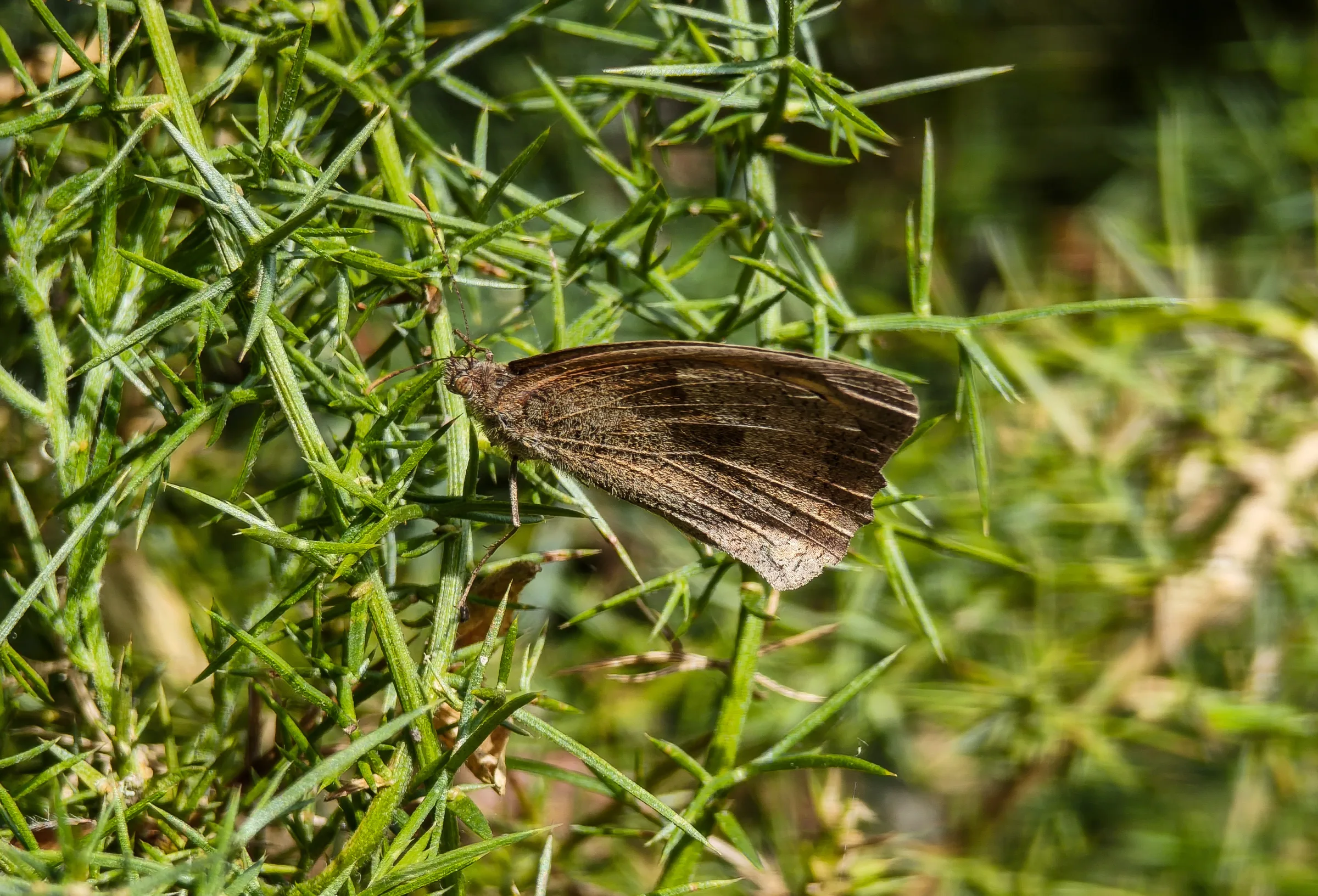 Augenfalter (Satyrinae)