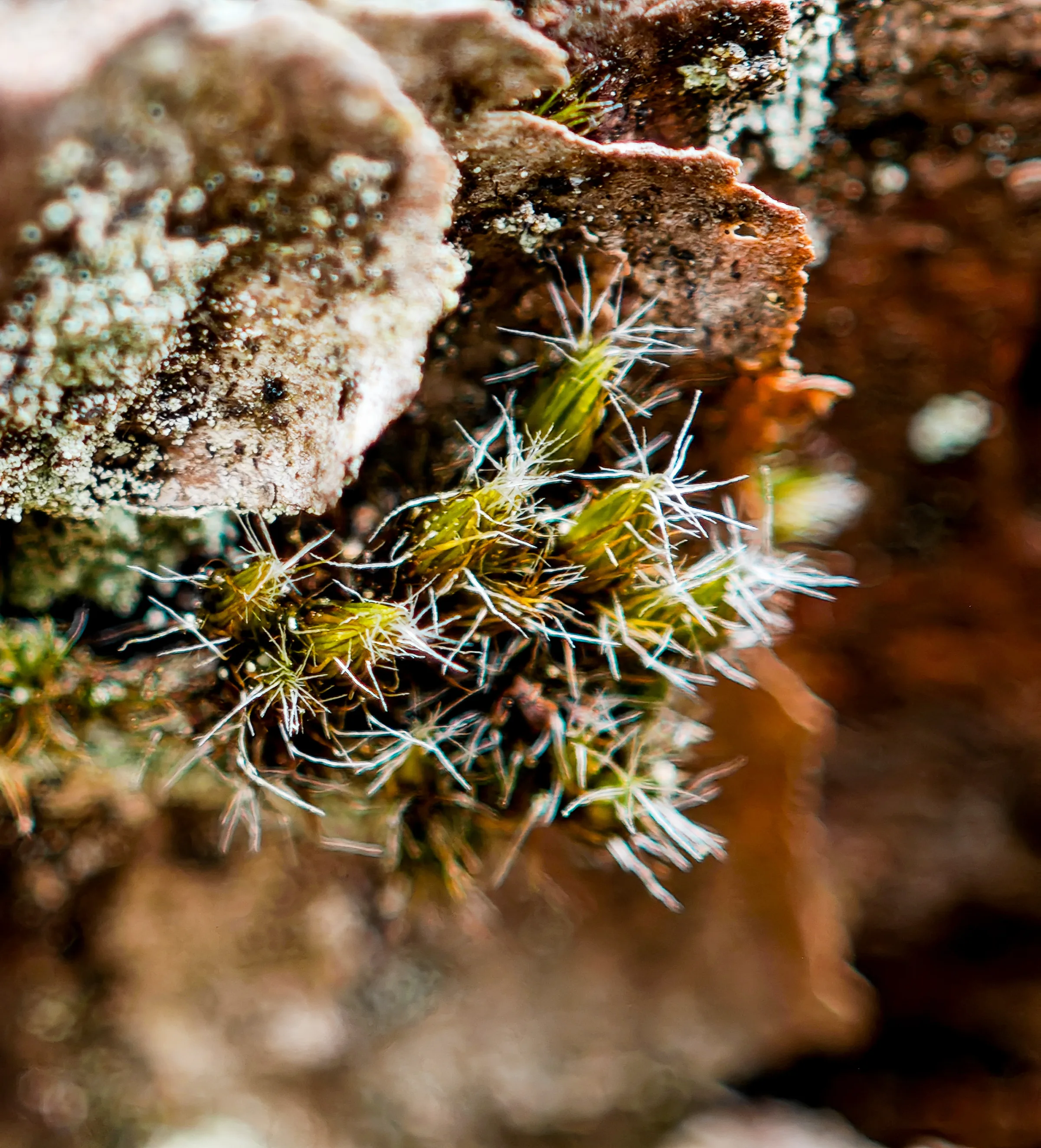 Laubmoos (Bryophyta)