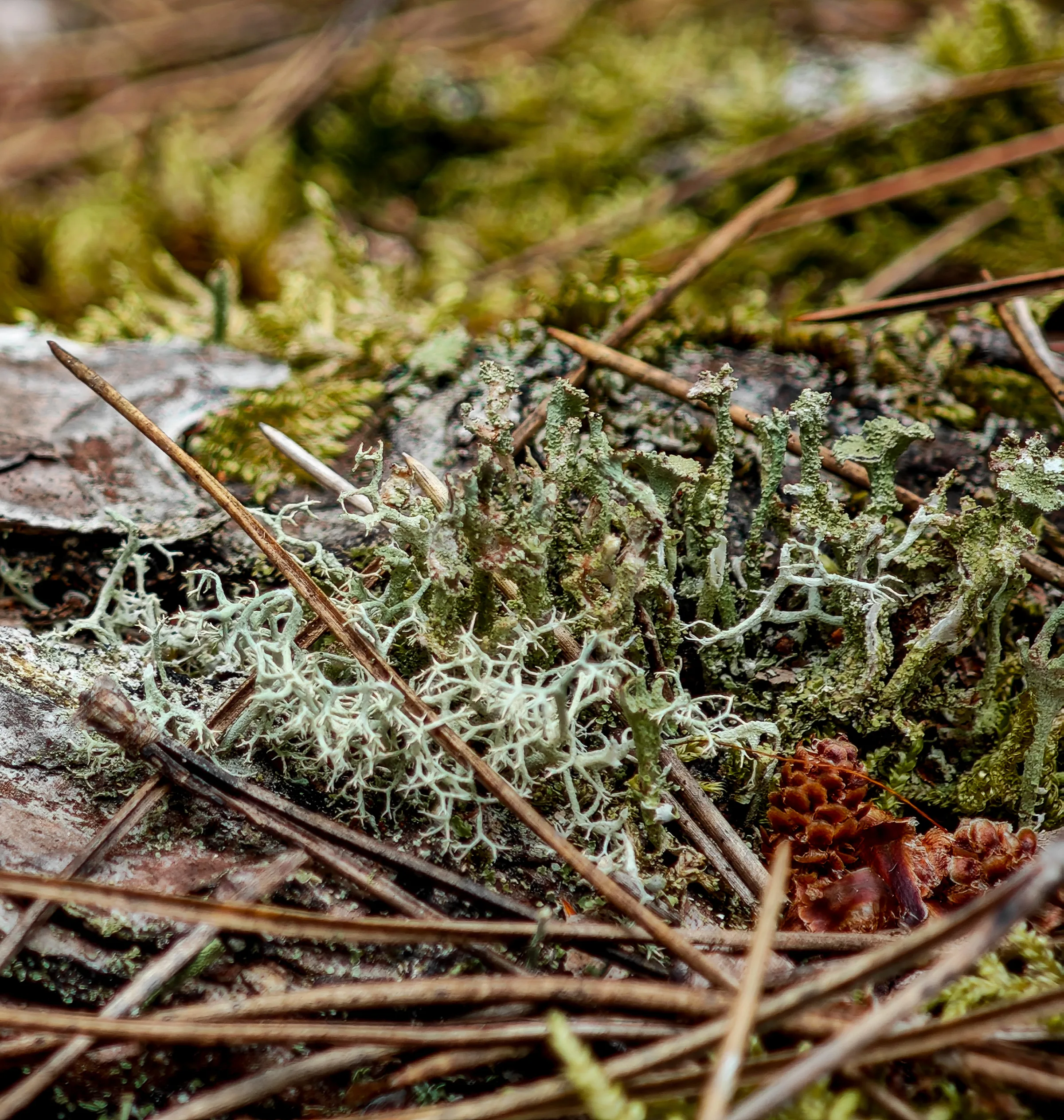 Becherflechte (Cladonia)