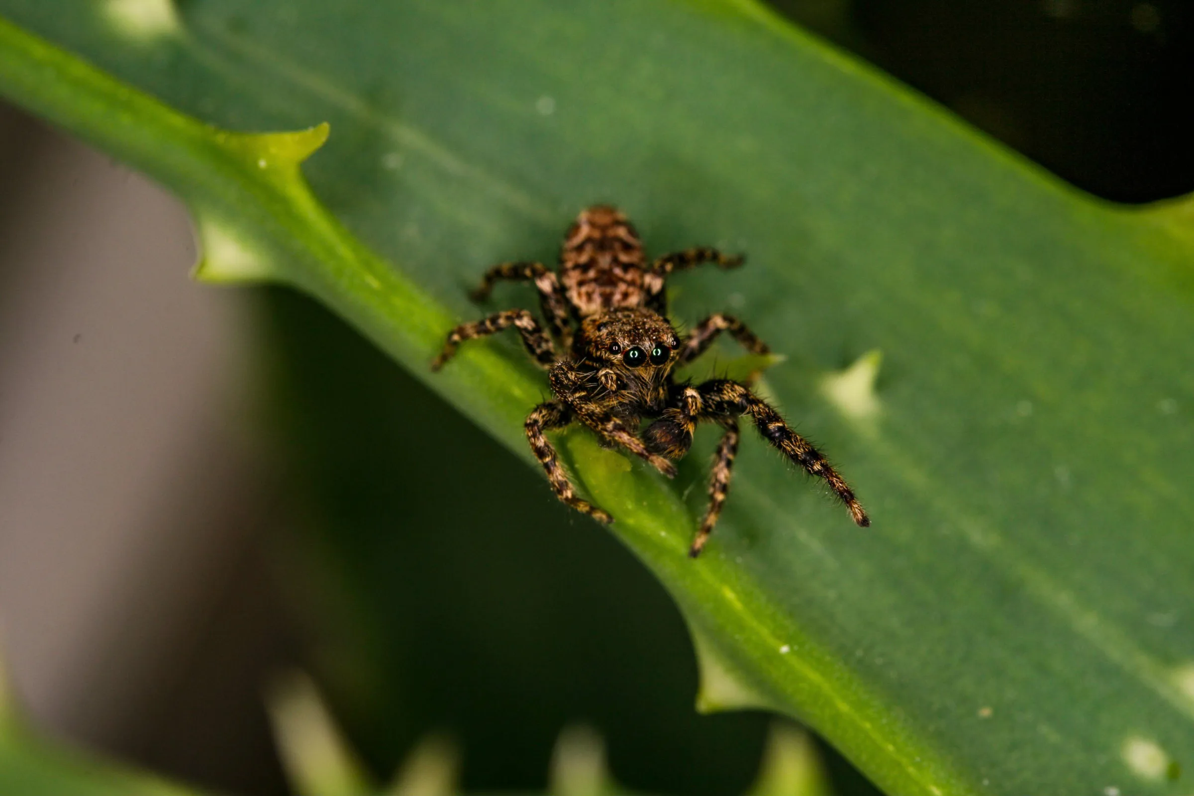 Springspinne (Salticidae)