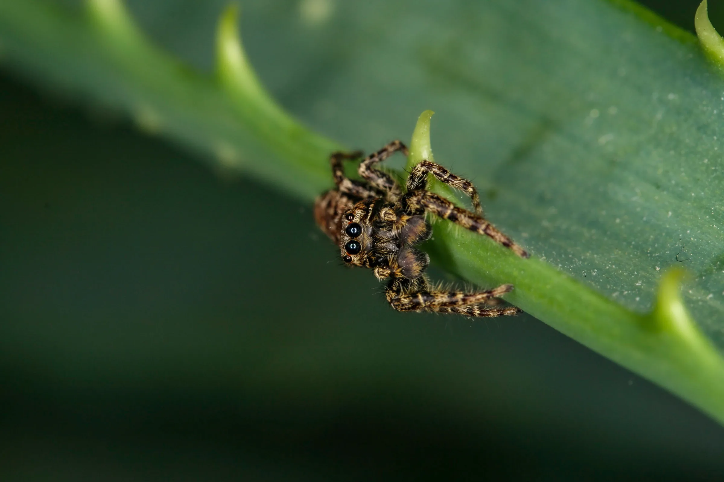 Springspinne (Salticidae)