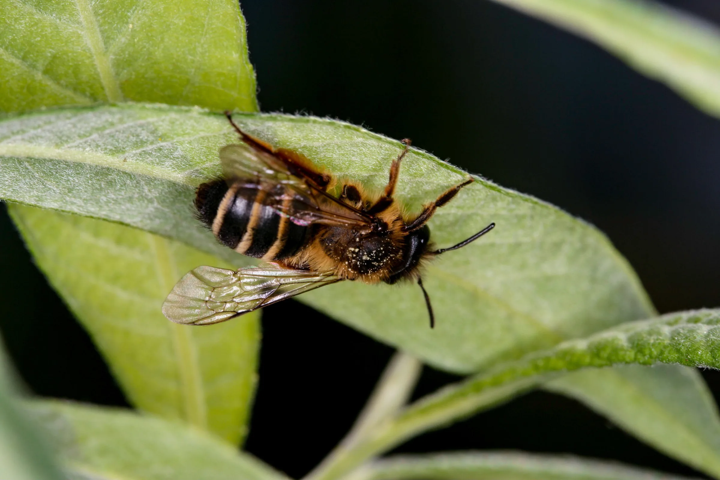 Wildbiene (Anthophila)