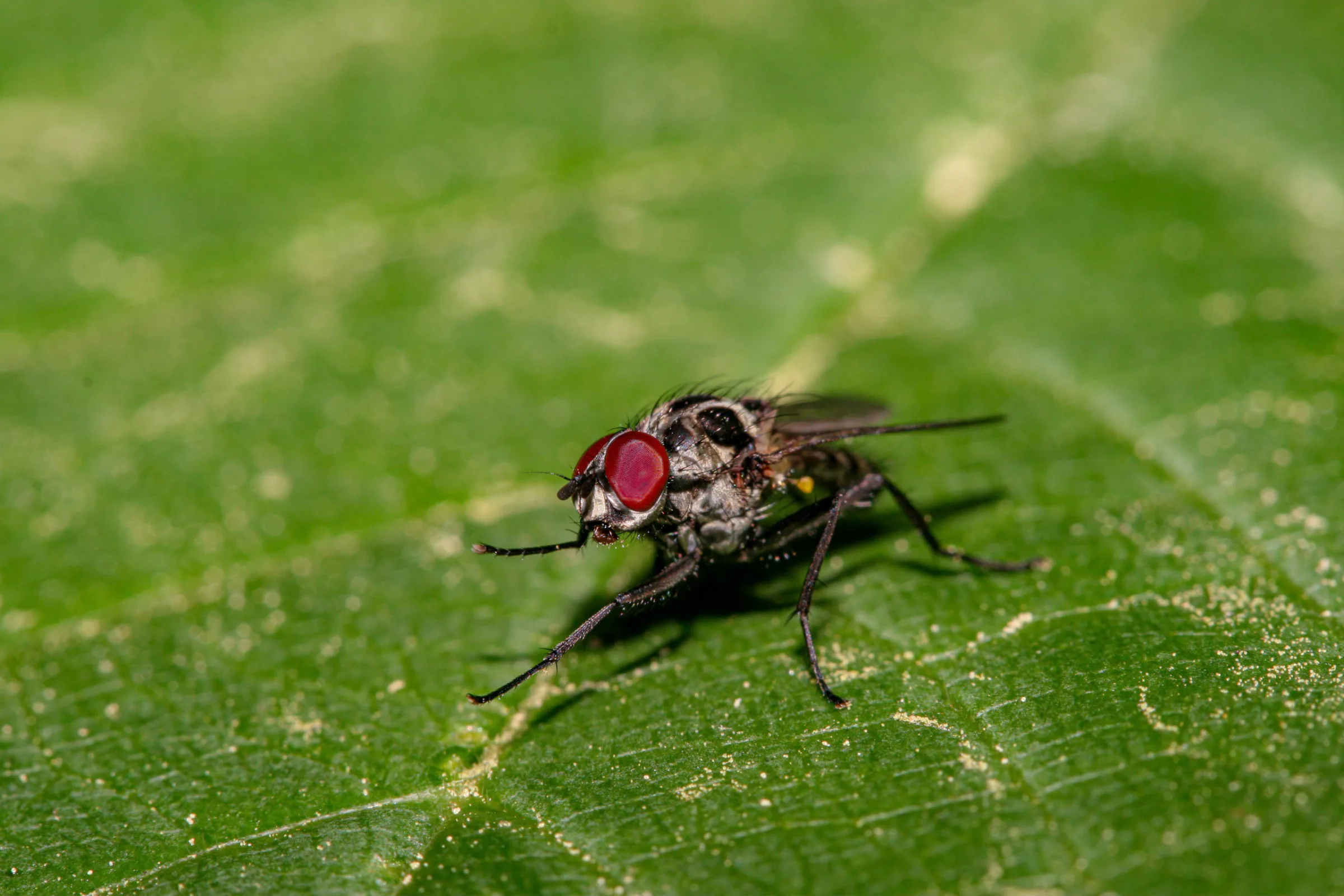 Fliege (Brachycera)