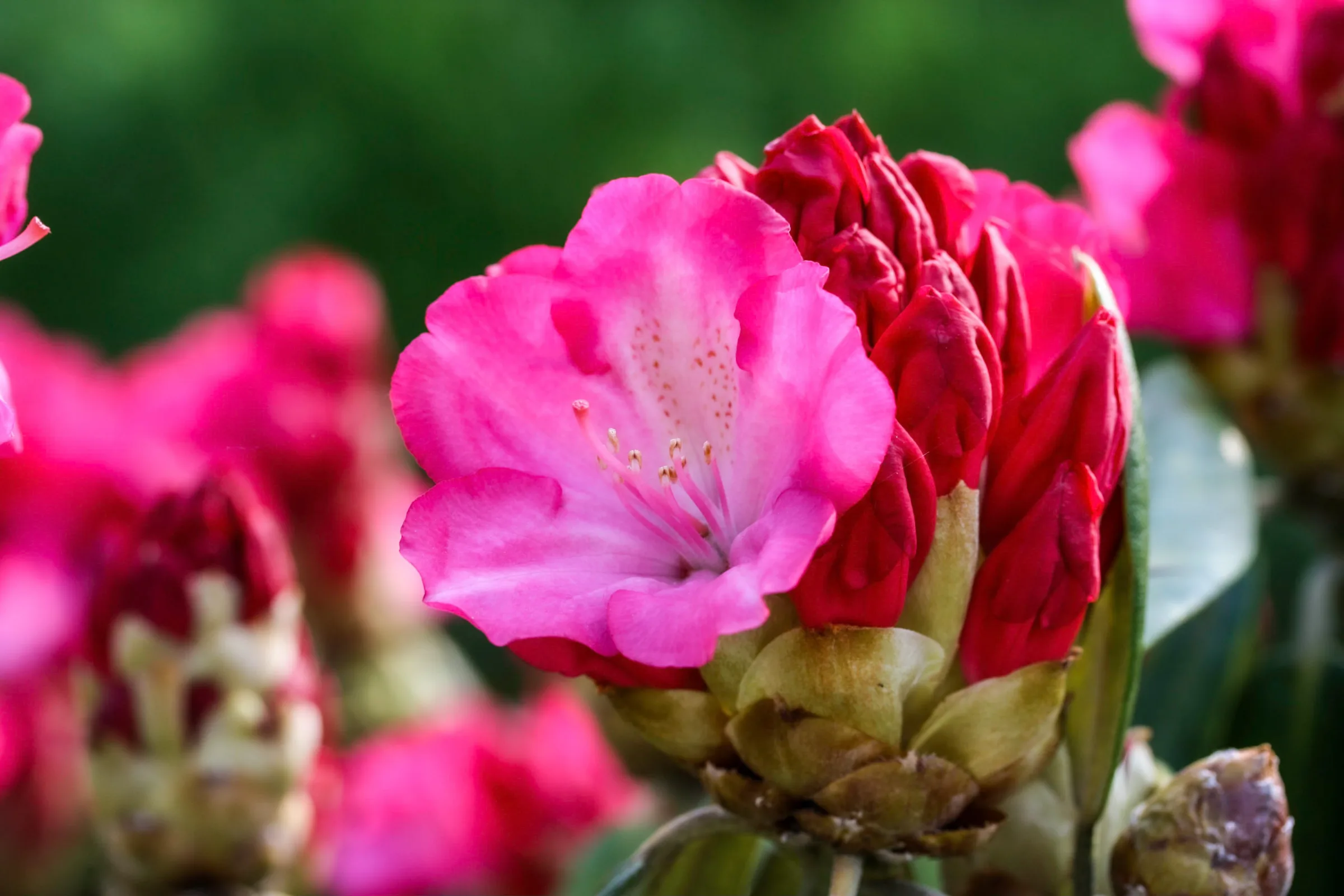 Rhododendron (Rhododendron)