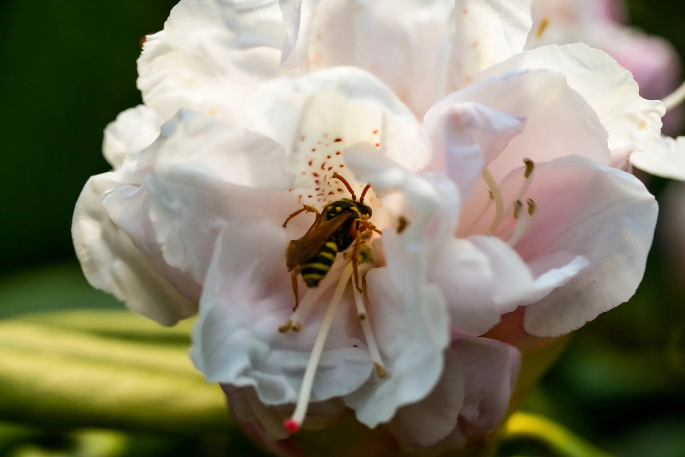 Faltenwespe (Vespidae)