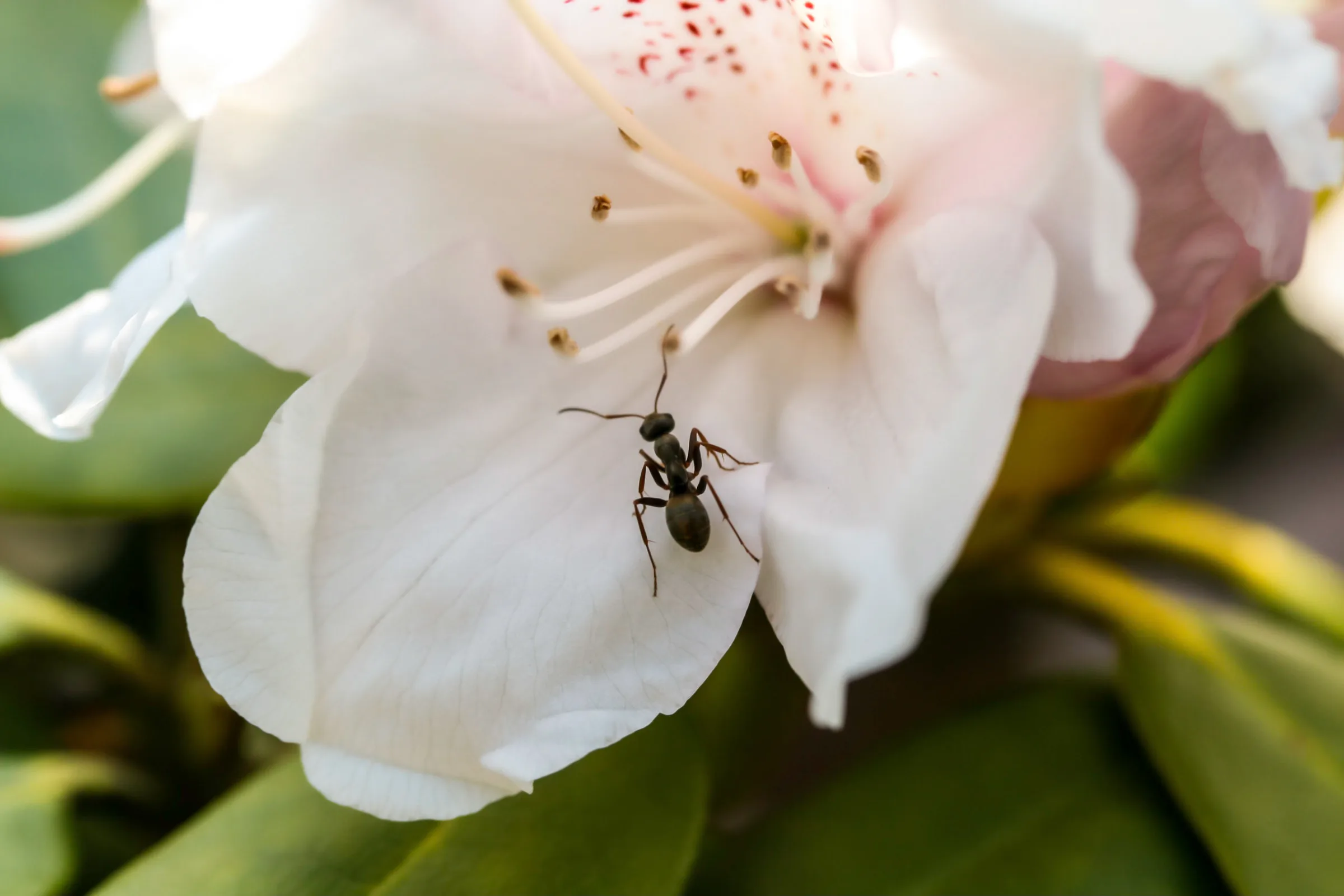 Ameise (Formicidae)