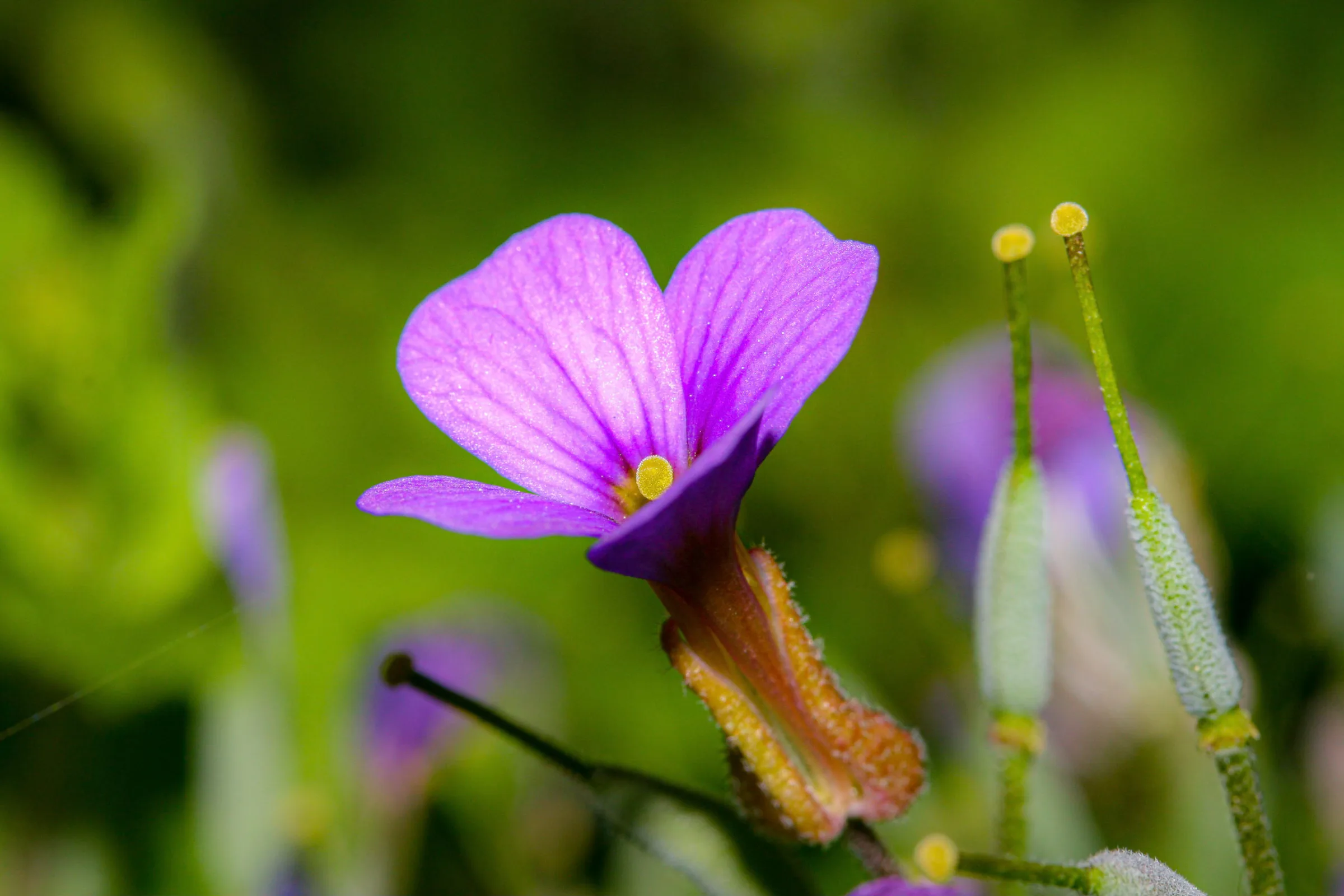 Blaukissen (Aubrieta)