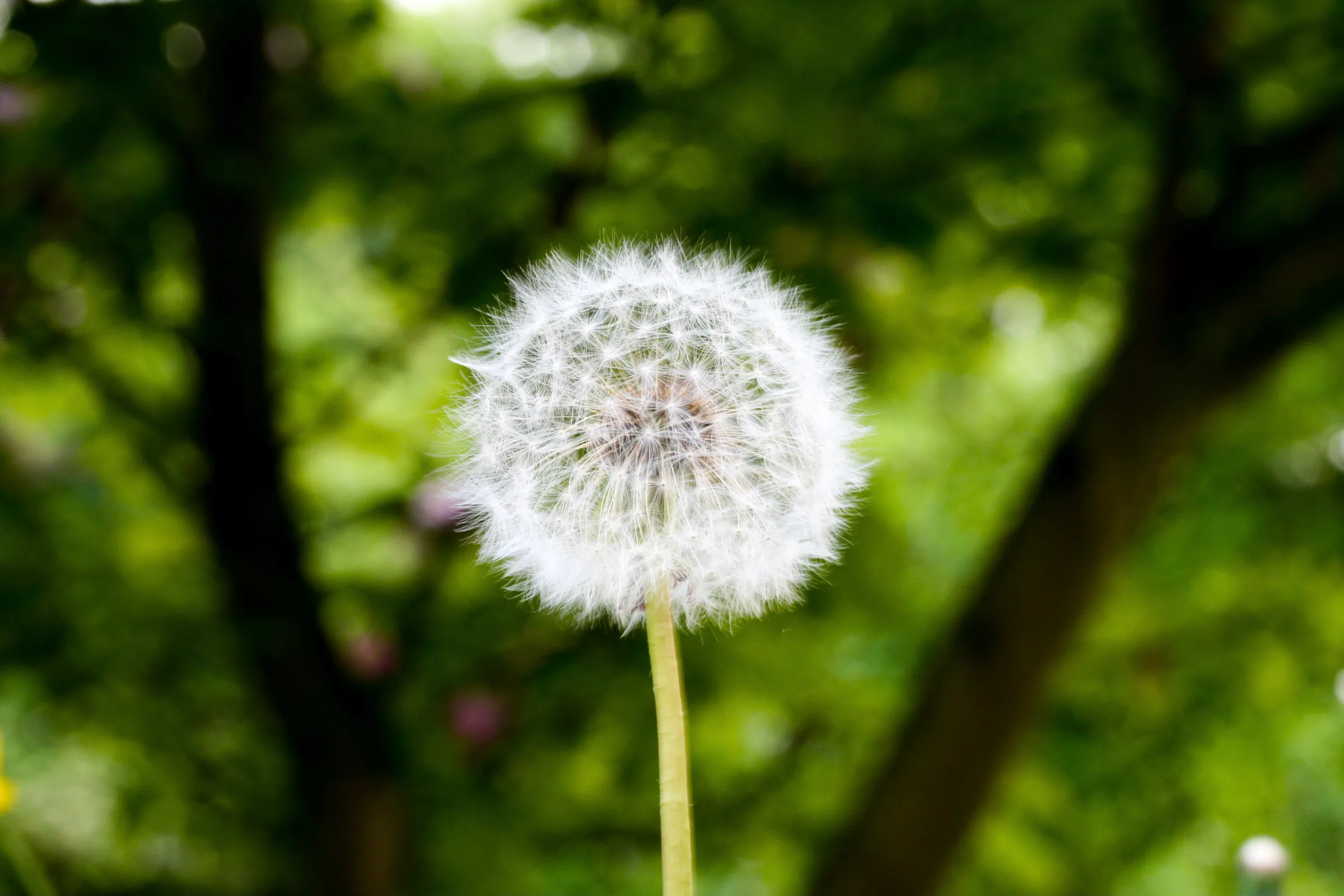 Löwenzahn (Taraxacum)