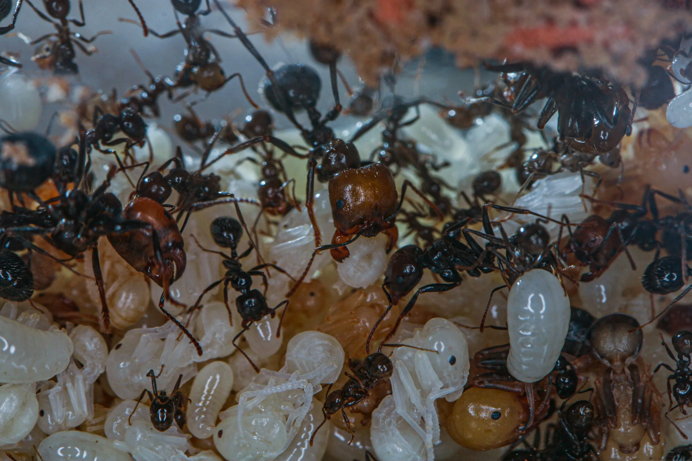 Ernteameise (Messor barbarus)