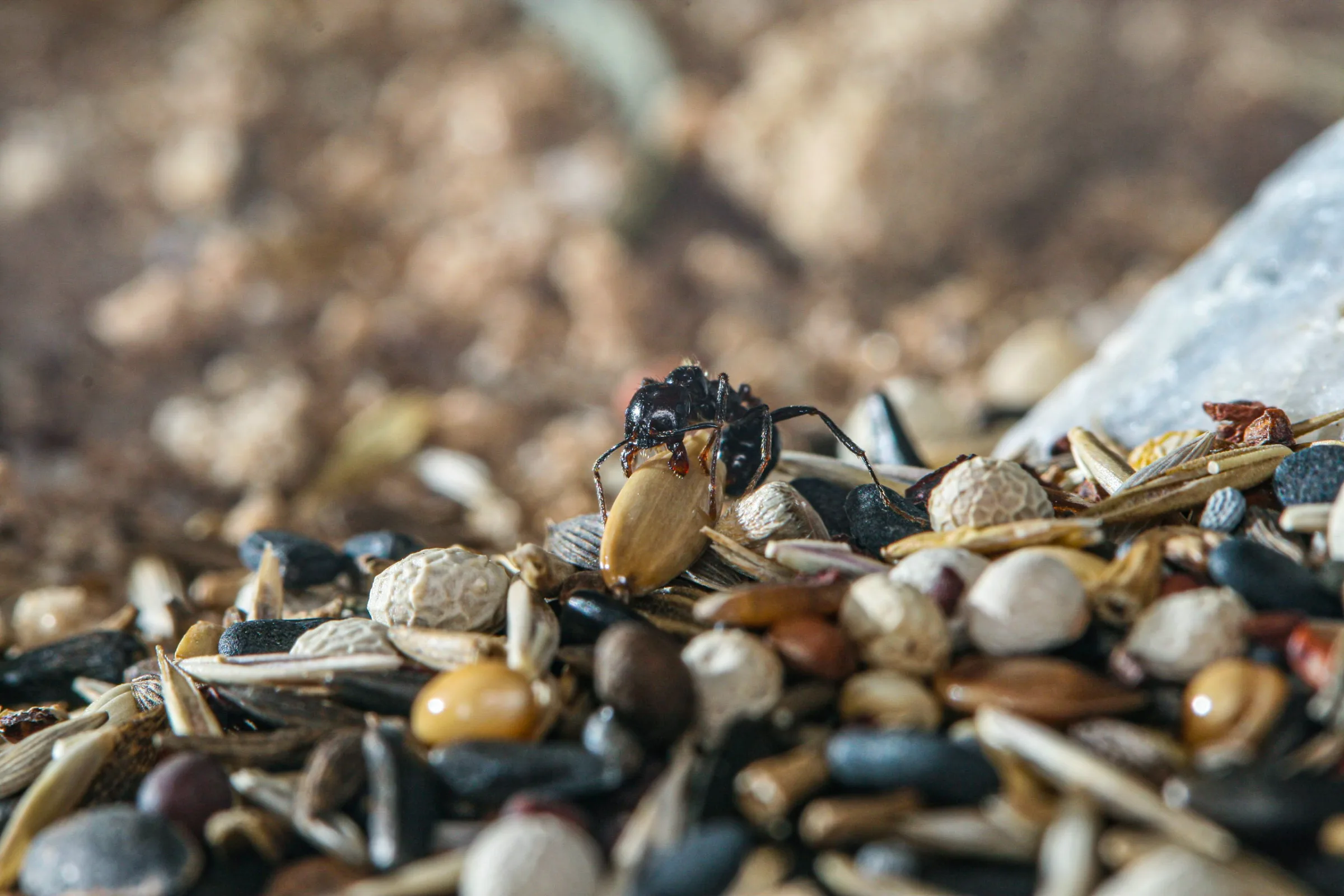 Ernteameise (Messor barbarus)