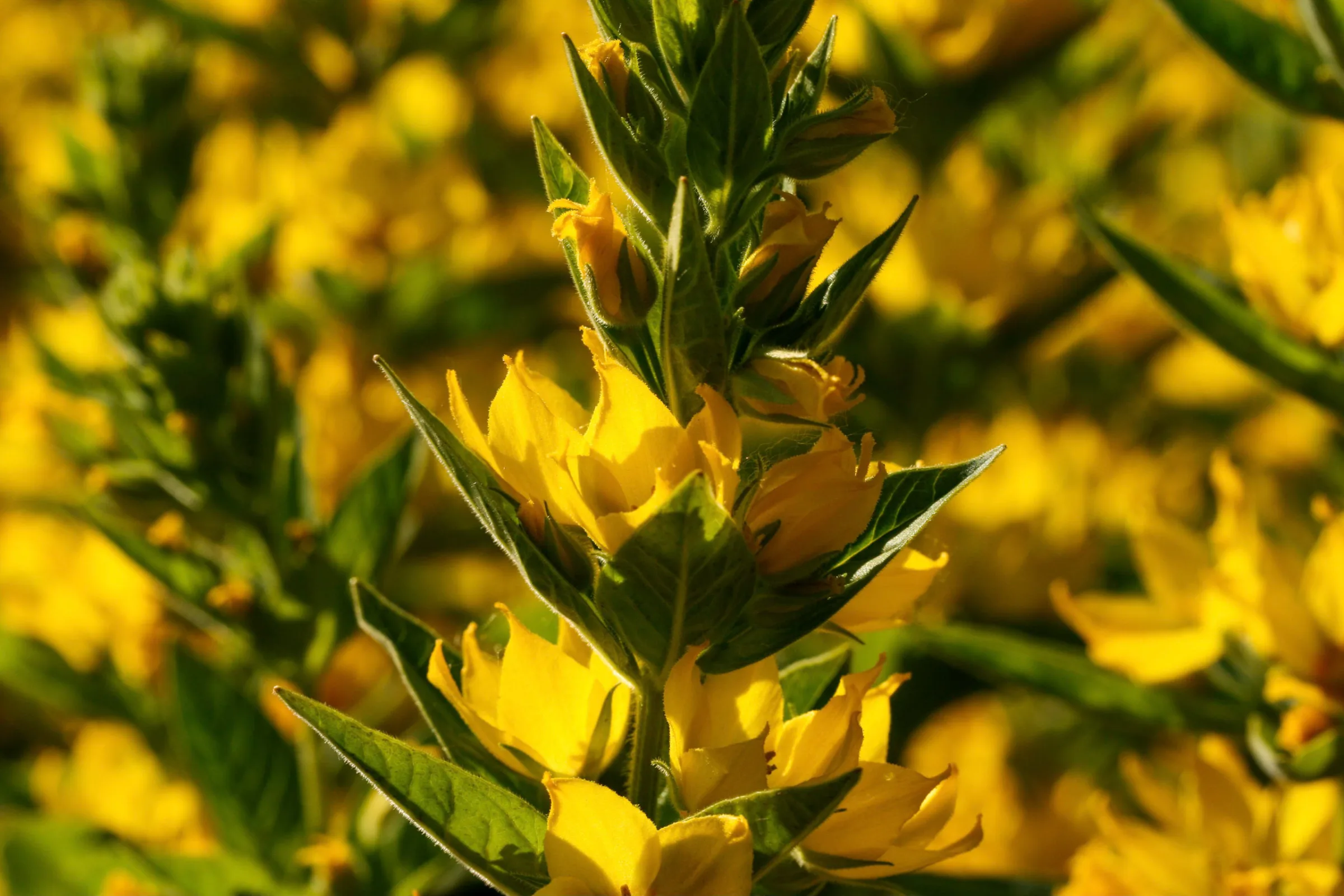 Gilbweiderich (Lysimachia)