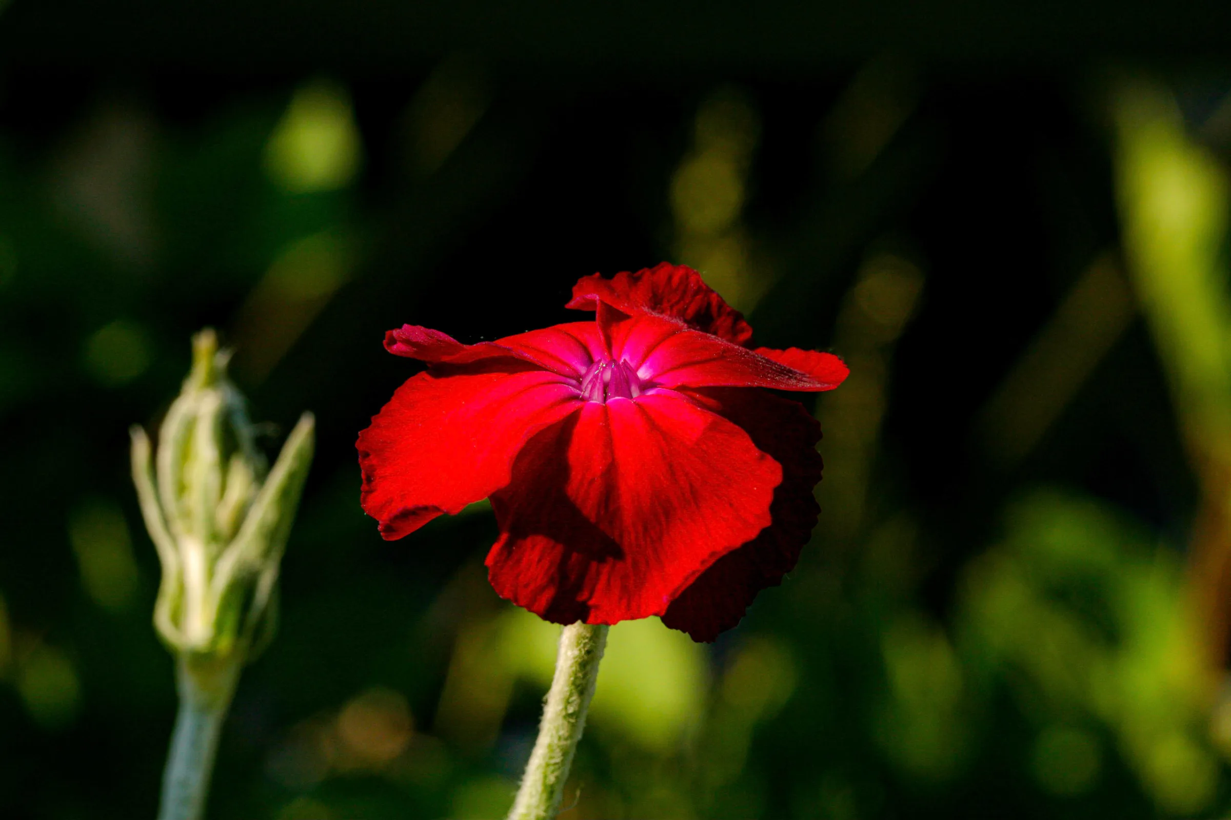 Kranz-Lichtnelke (Silene coronaria)