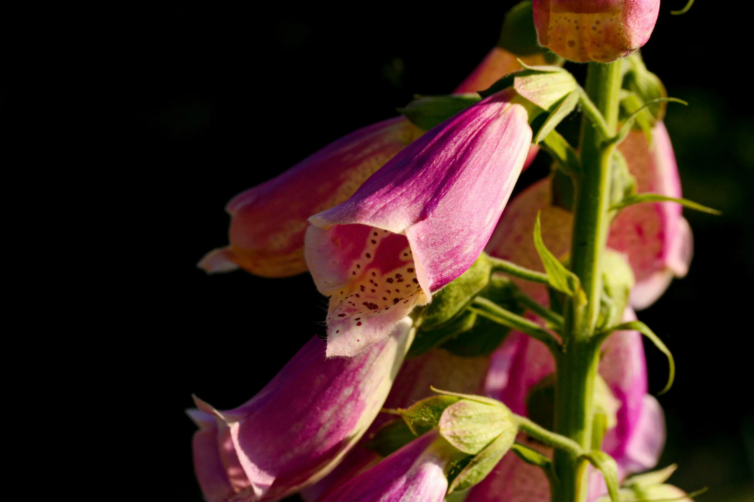 Roter Fingerhut (Digitalis purpurea)