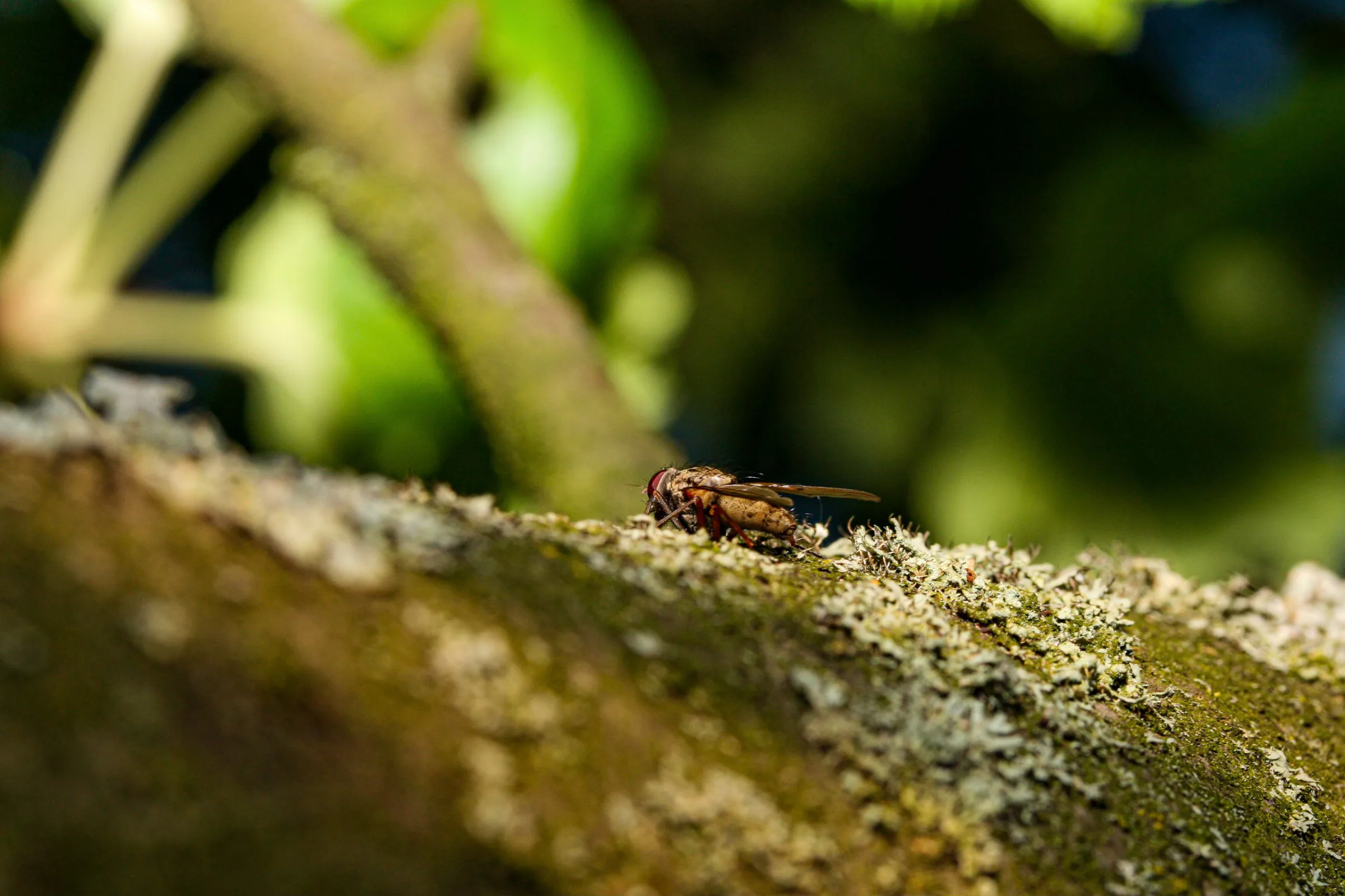 Fliege (Brachycera)