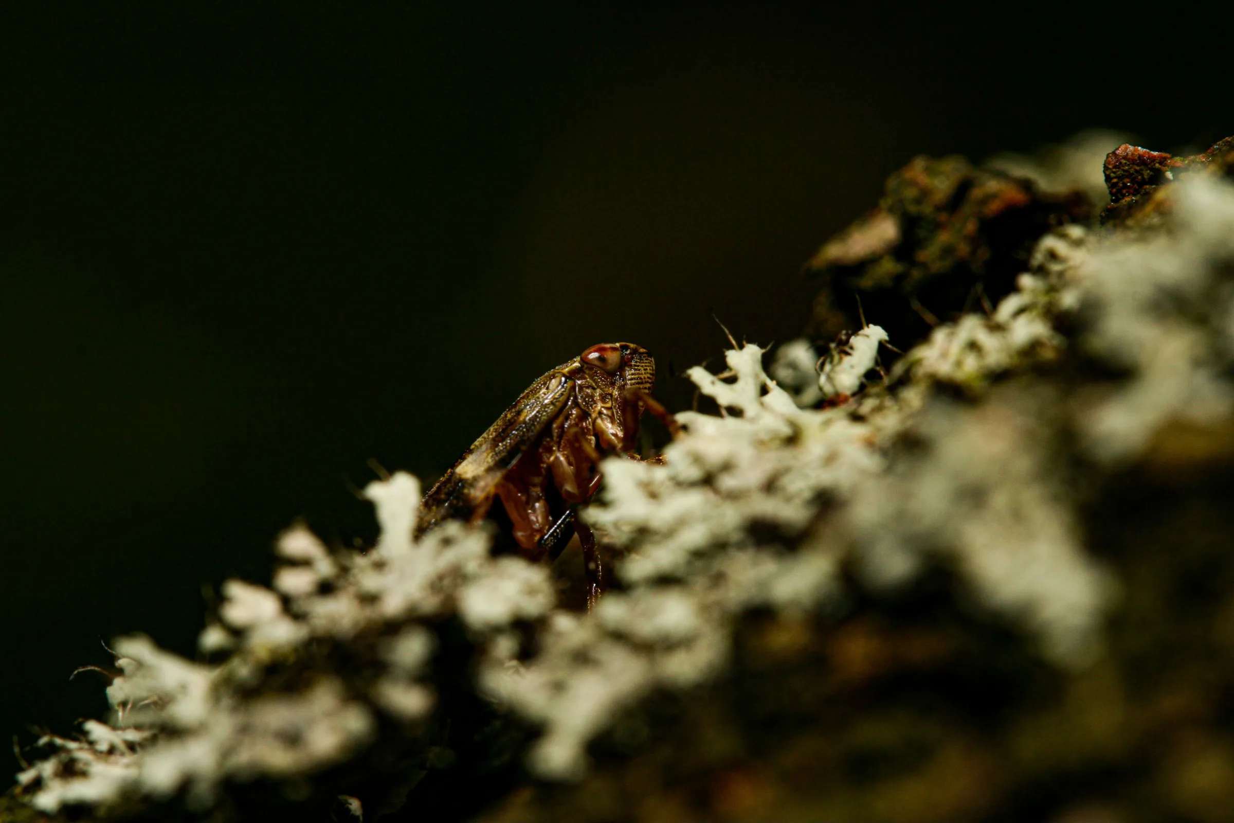 Schaumzikade (Aphrophoridae)