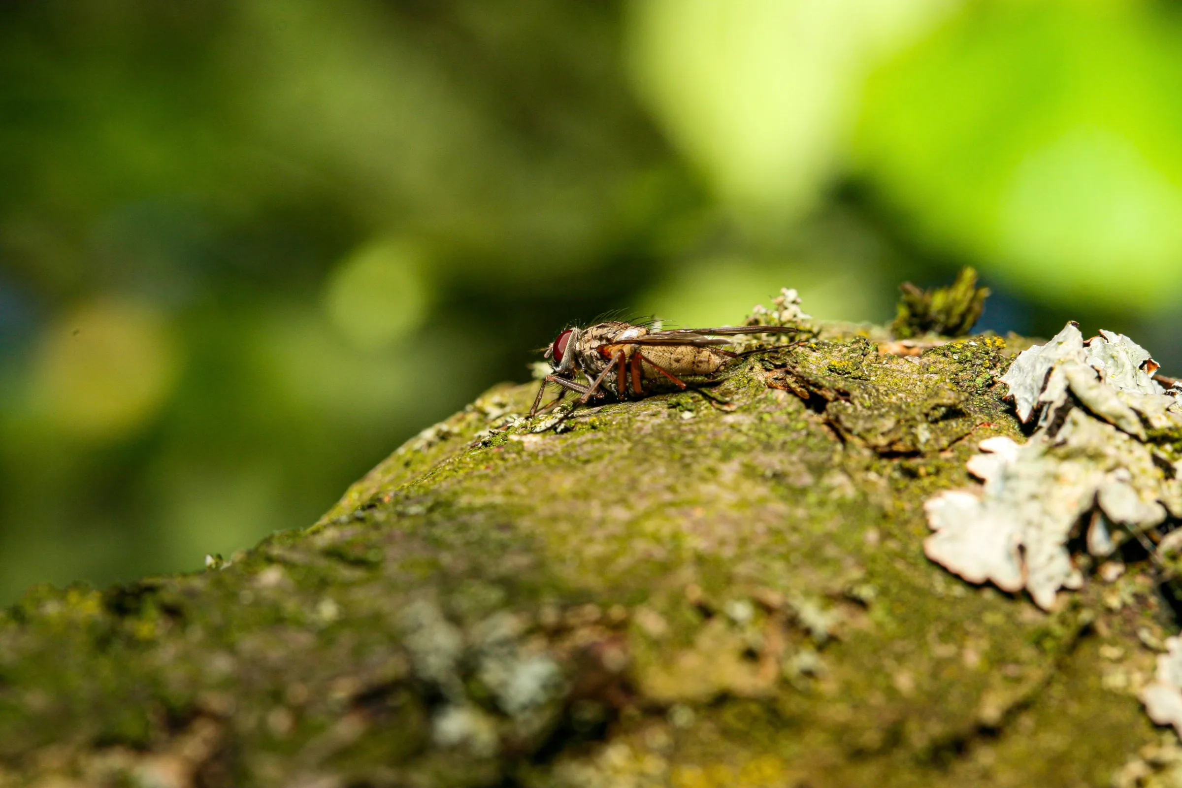 Fliege (Brachycera)