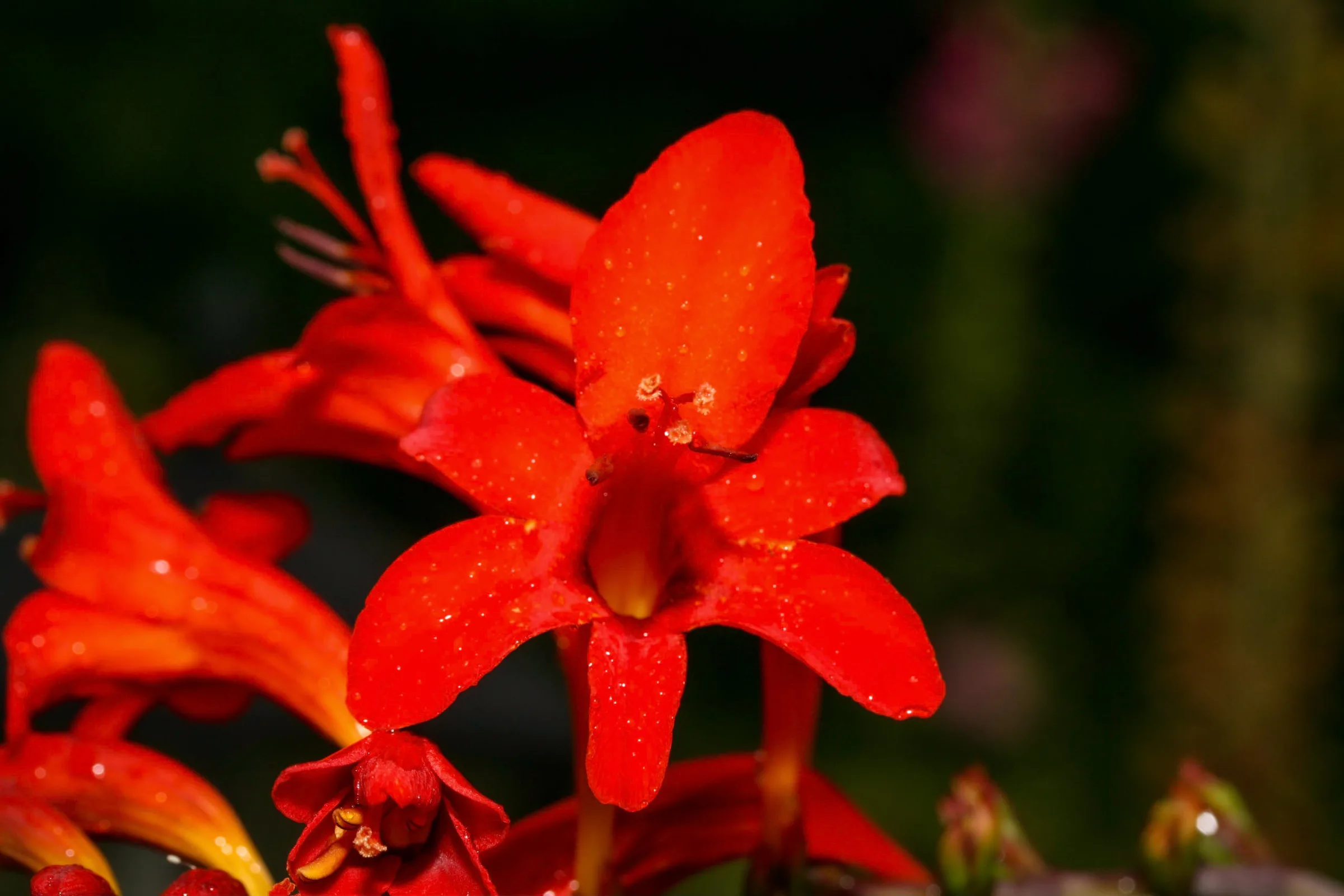 Montbretie (Crocosmia)