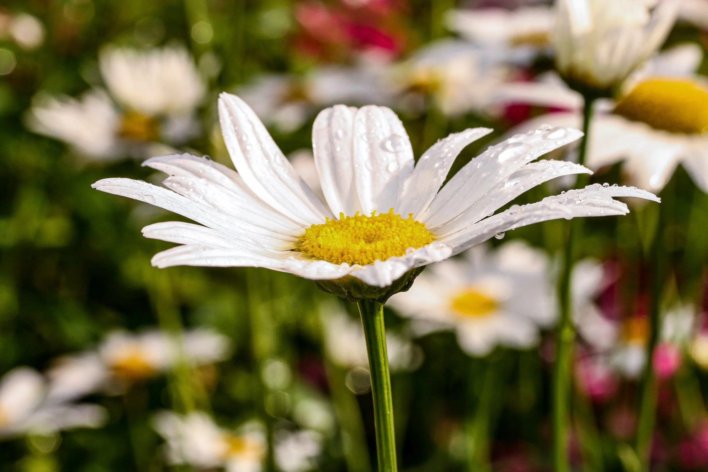 Margerite (Leucanthemum)
