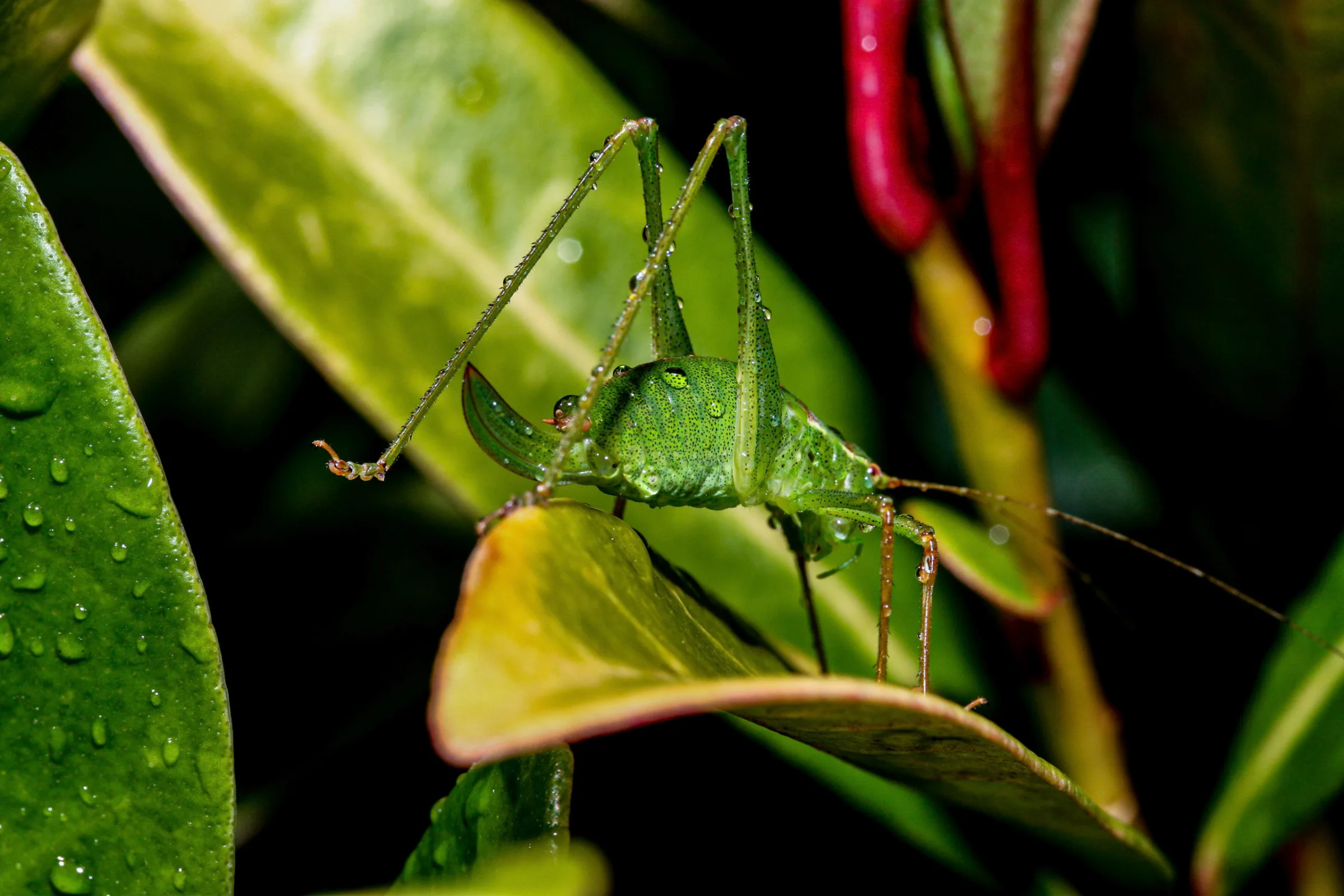 Punktierte Zartschrecke (Leptophyes punctatissima)