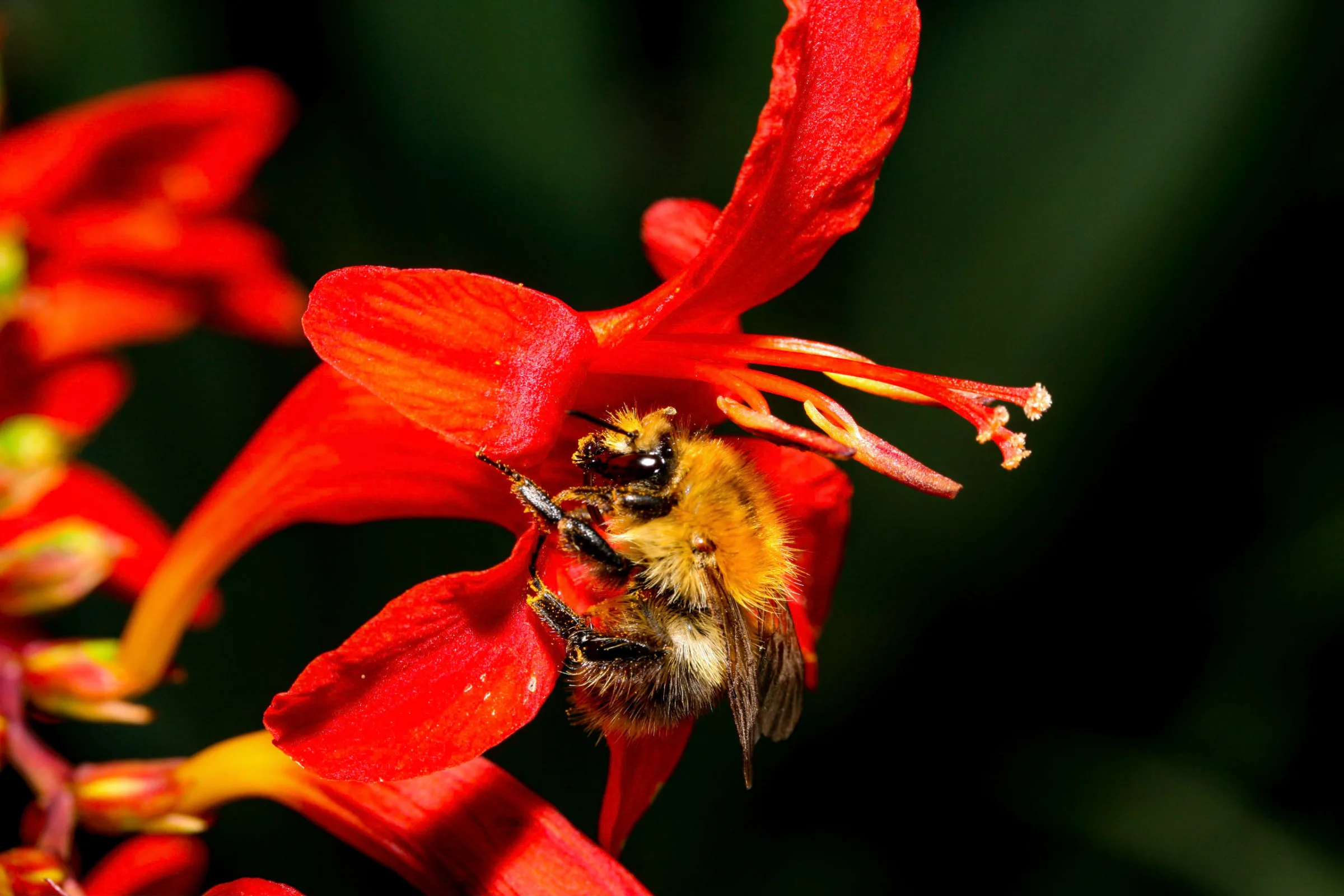 Ackerhummel (Bombus pascuorum)
