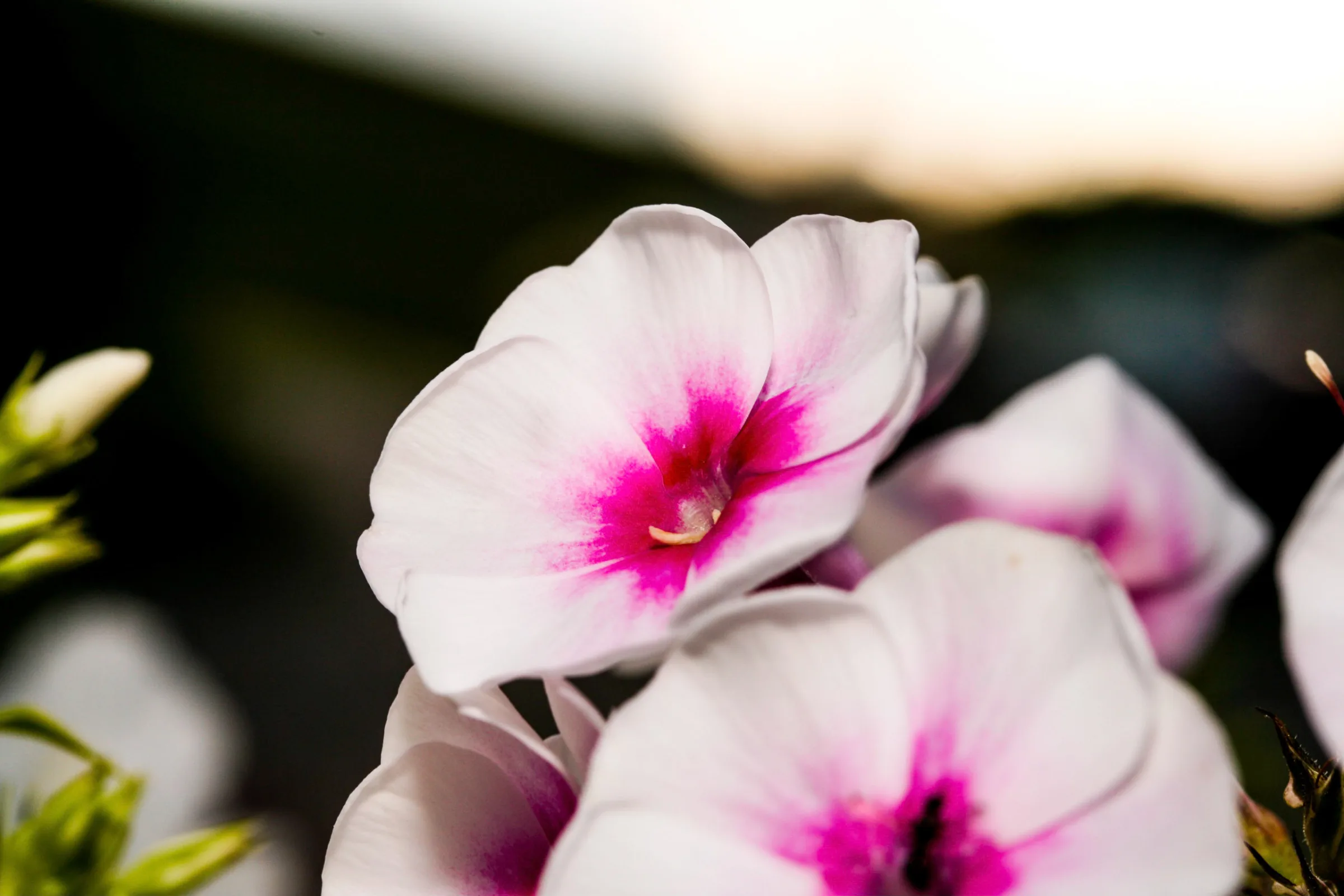 Flammenblume (Phlox)