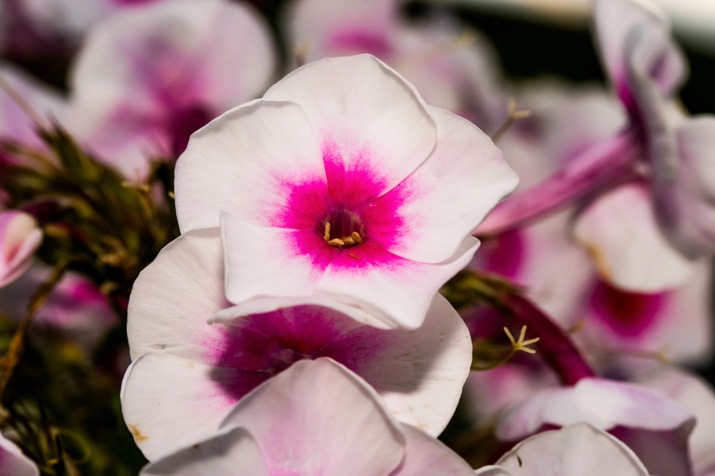 Flammenblume (Phlox)