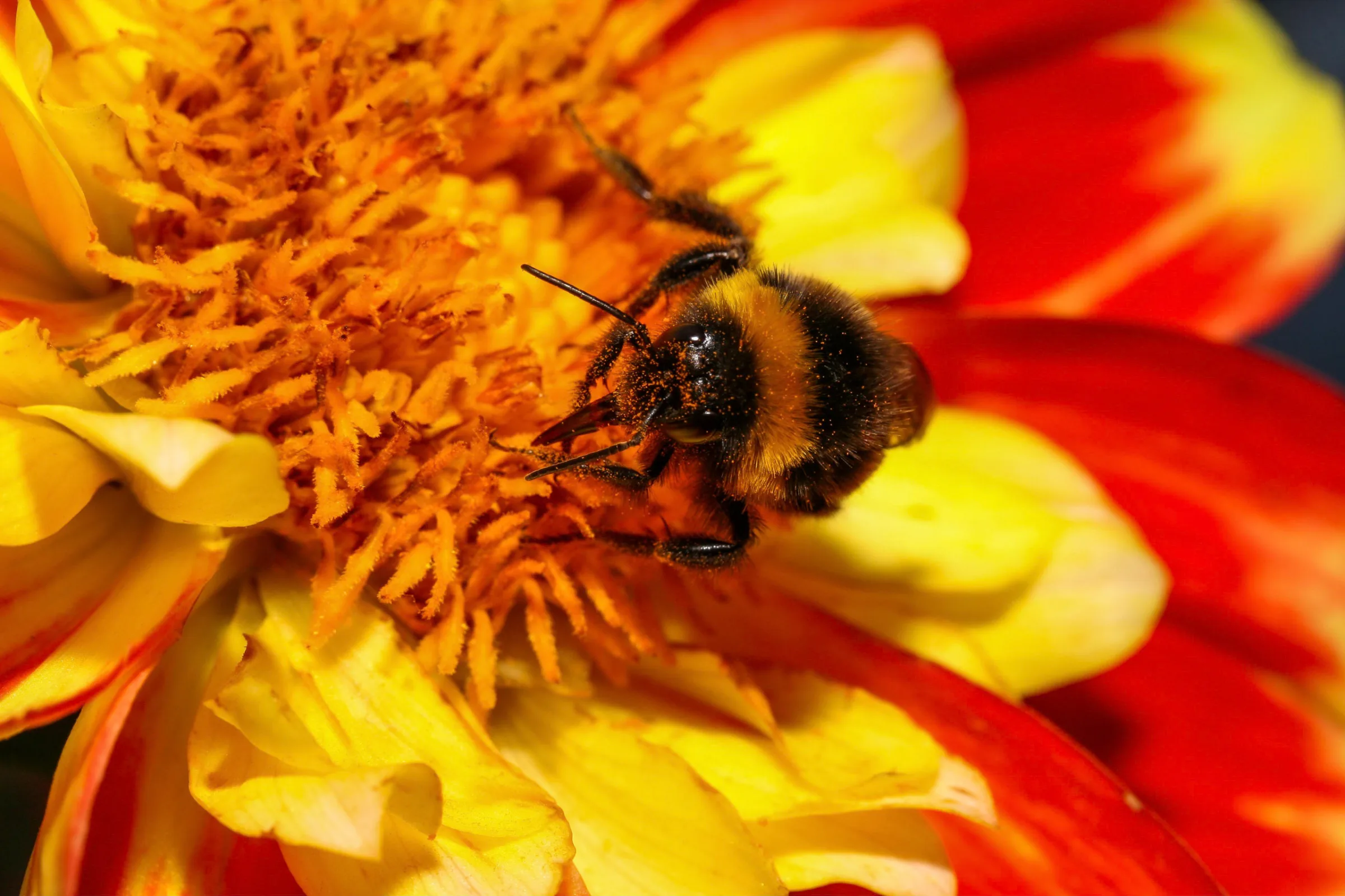 Hummel (Bombus)