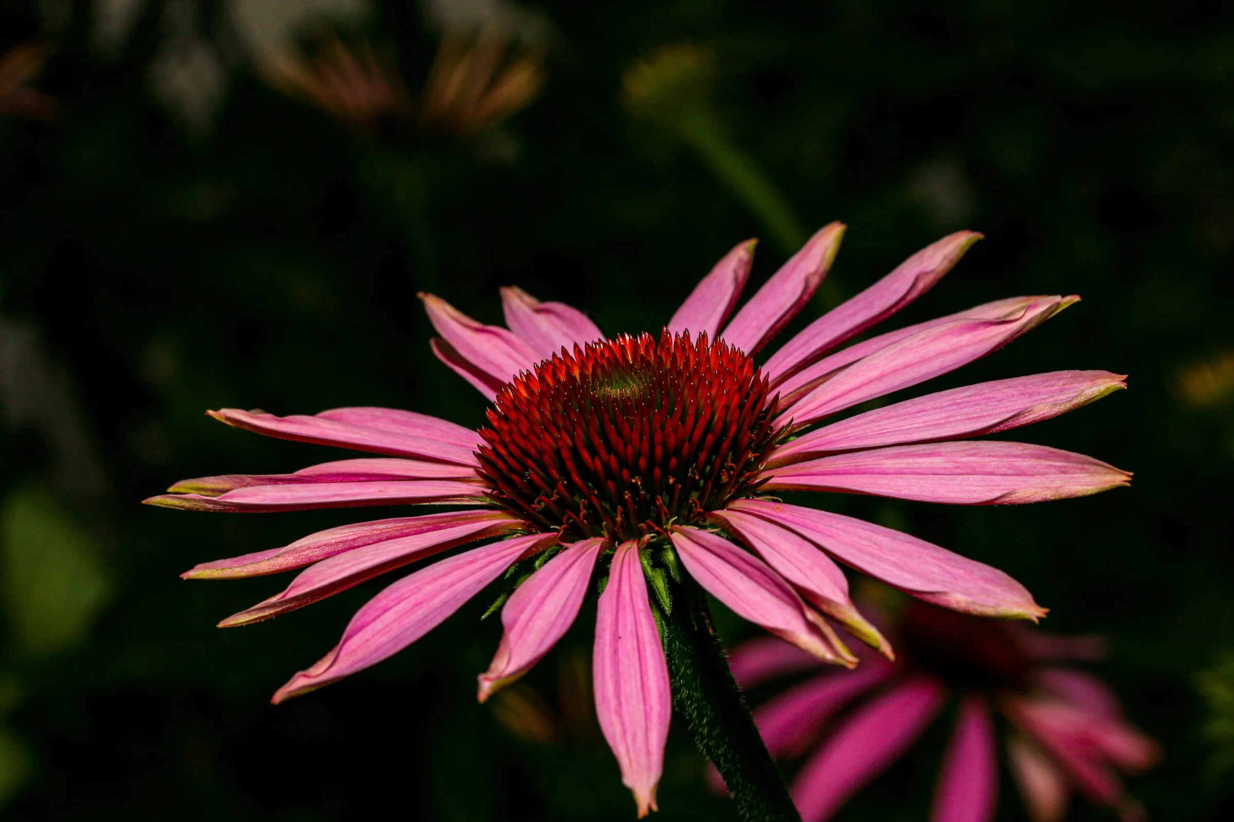 Purpur-Sonnenhut (Echinacea purpurea)