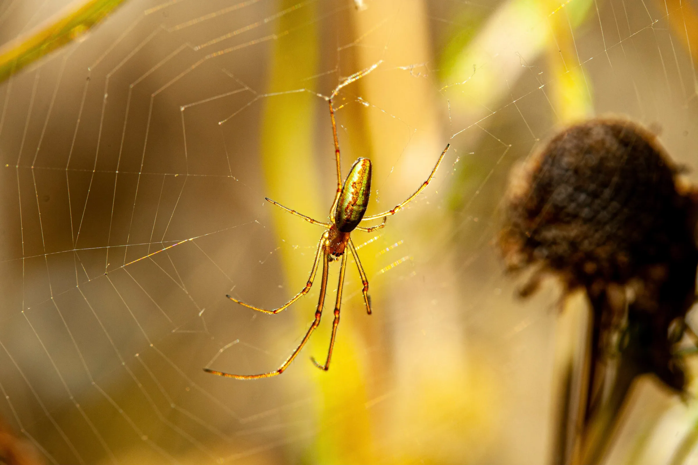 Streckerspinne (Tetragnatha)