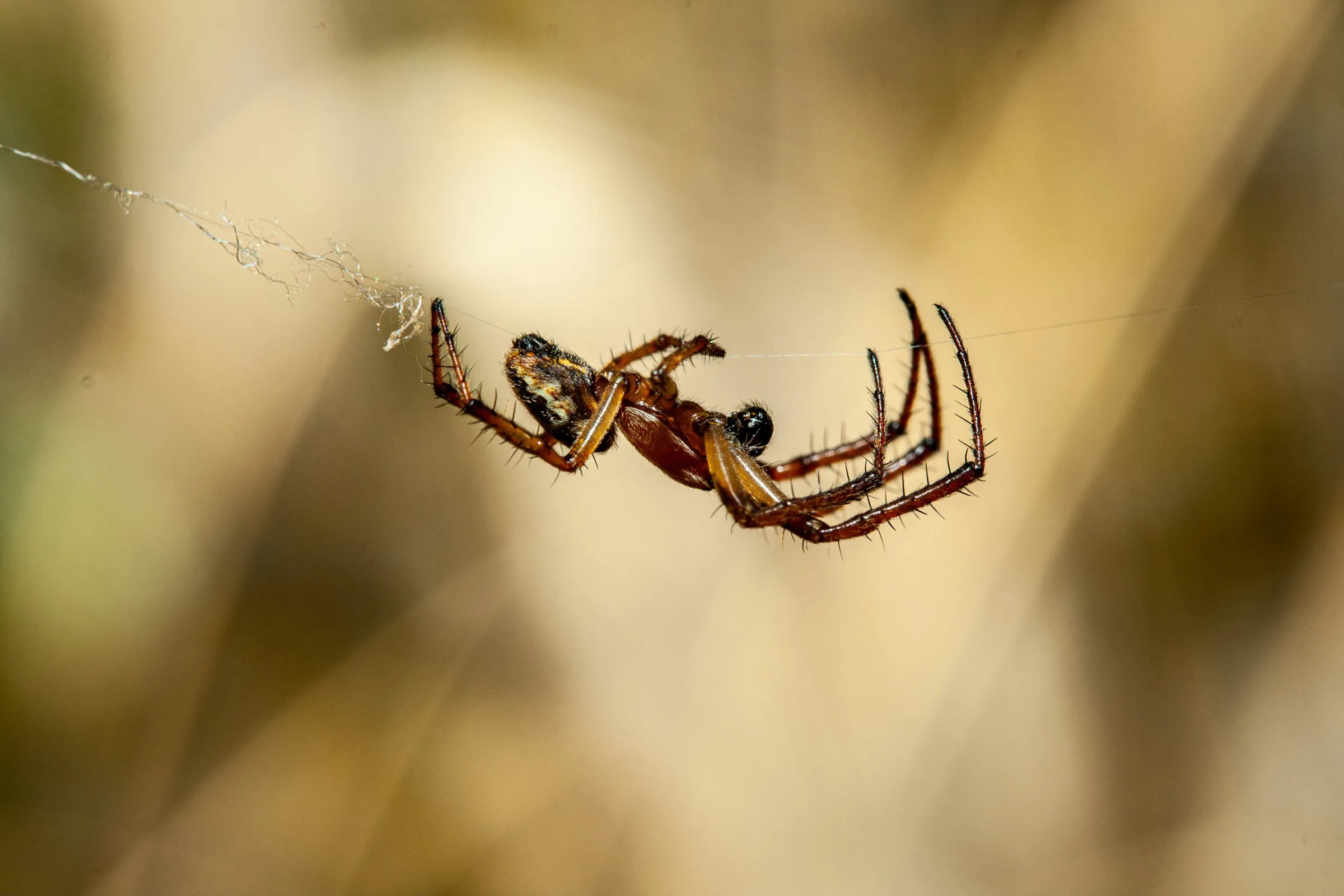 Spinne (Araneae)