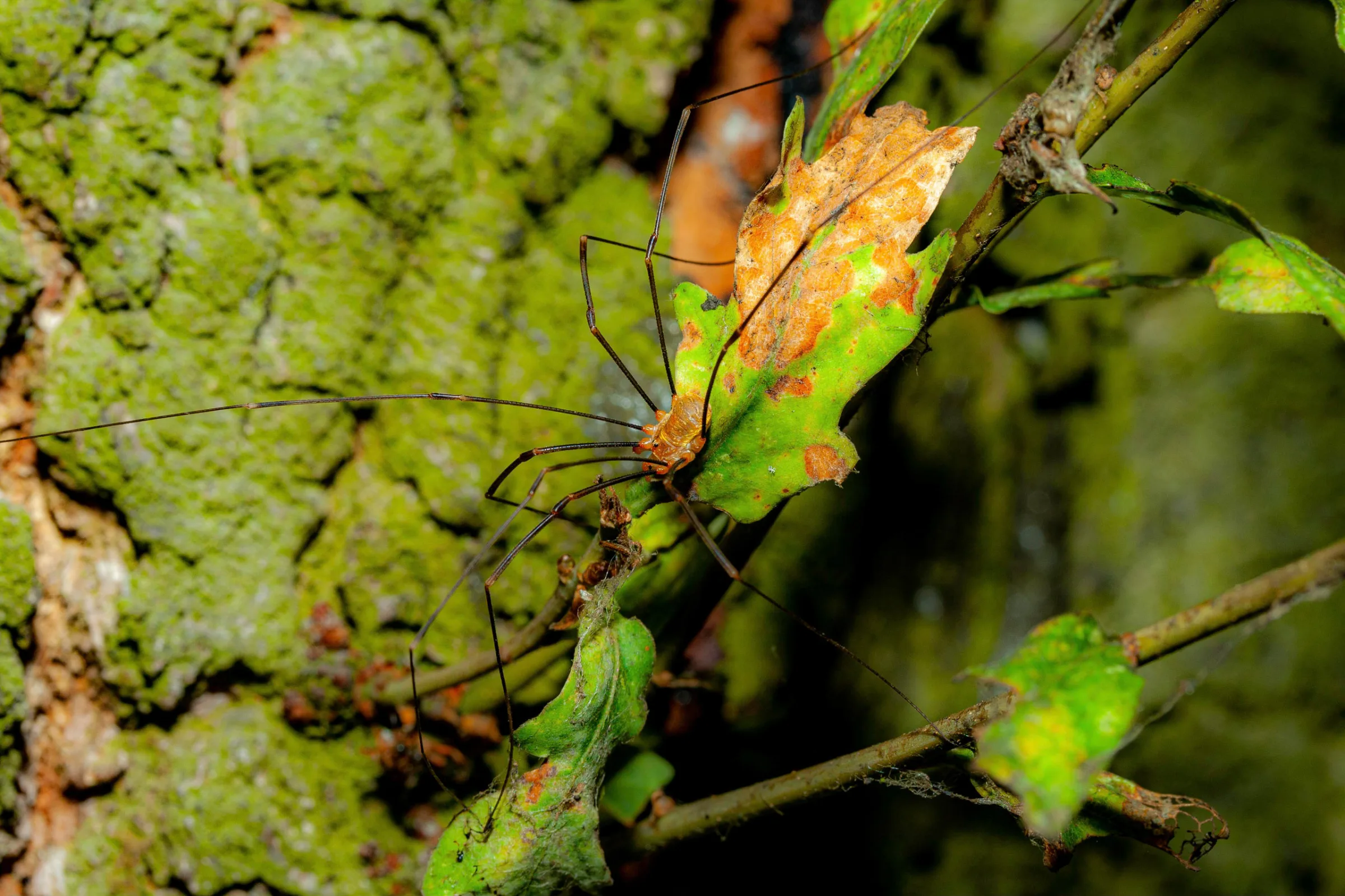 Weberknecht (Opiliones)