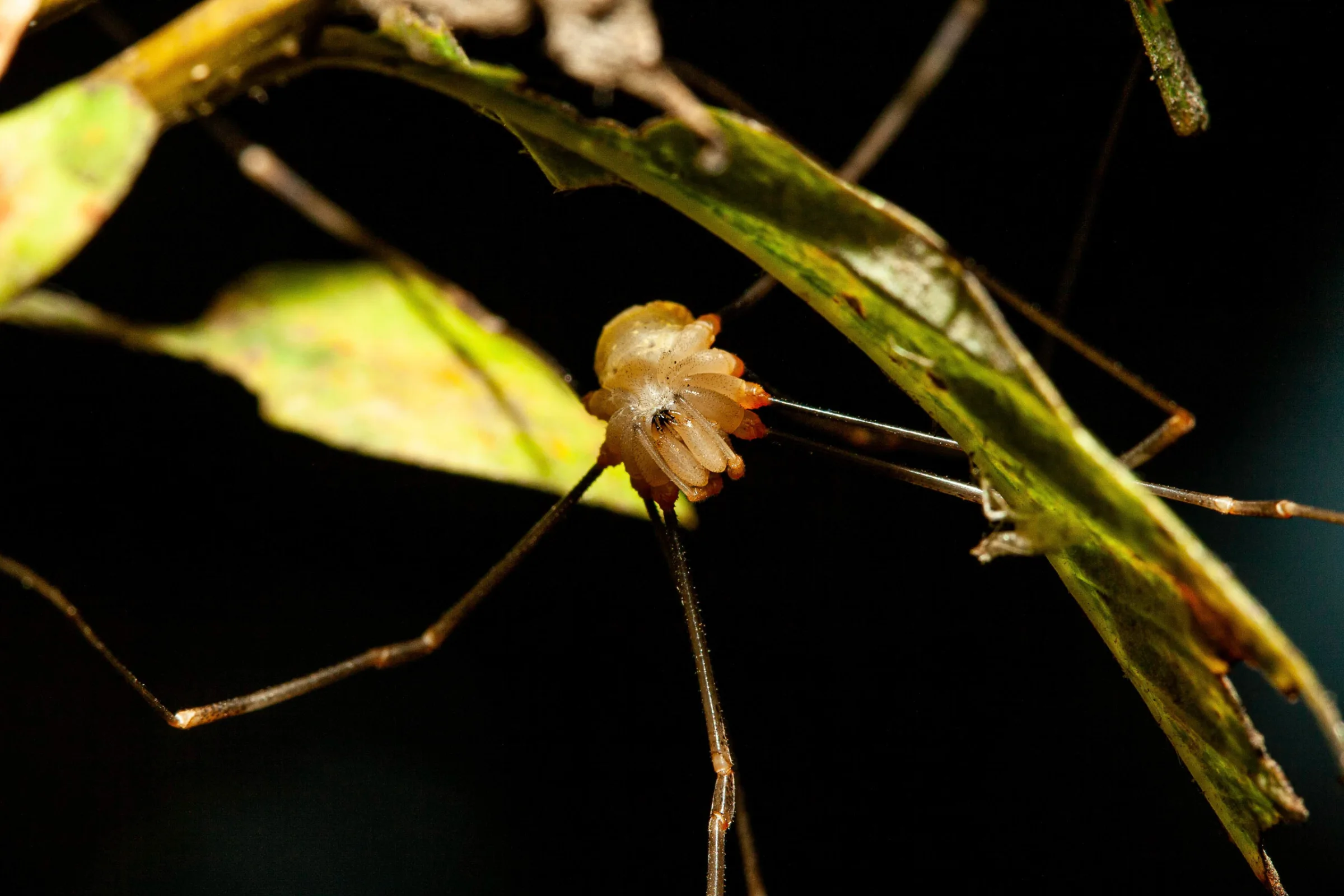 Weberknecht (Opiliones)