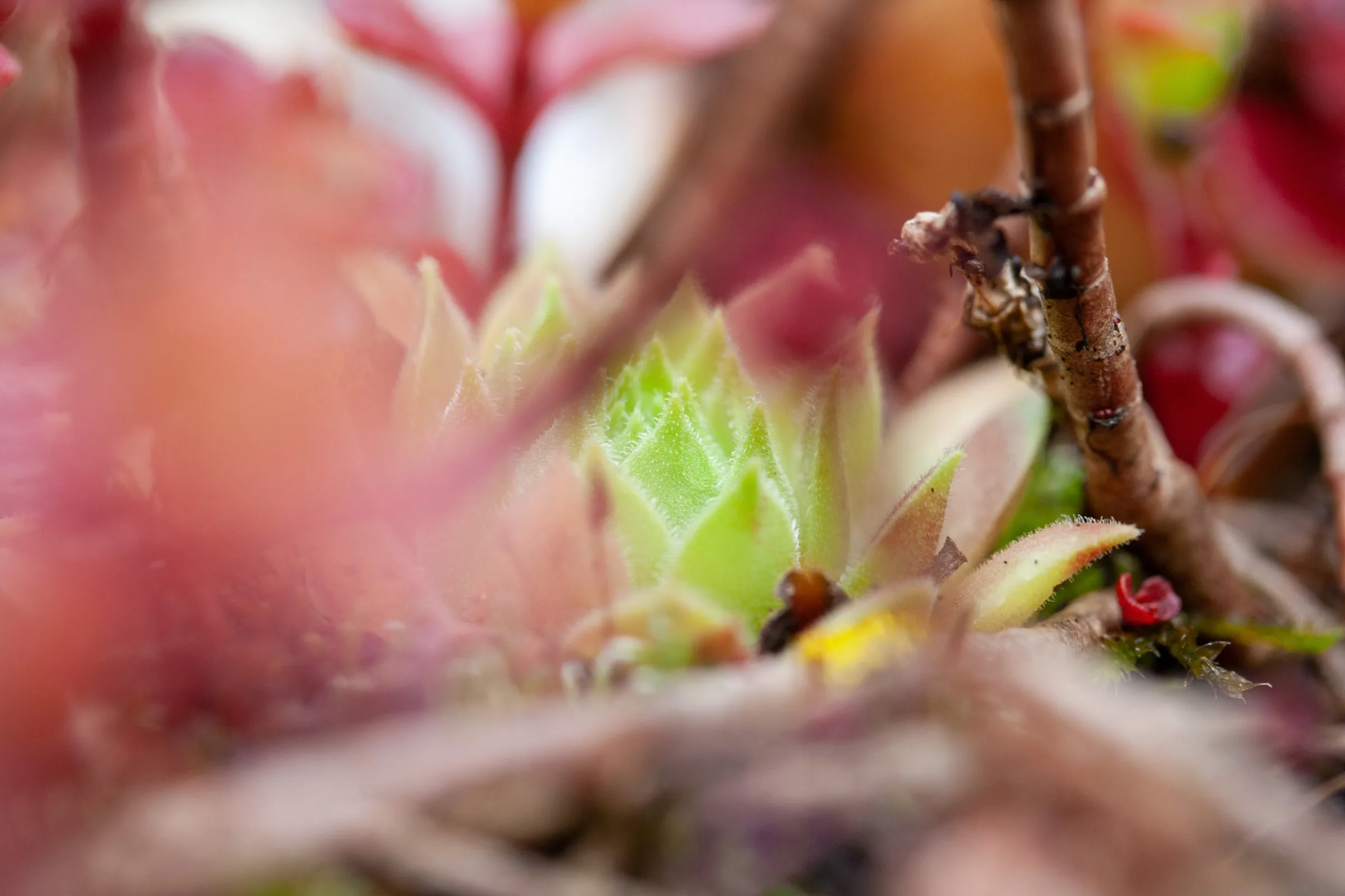 Hauswurz (Sempervivum)