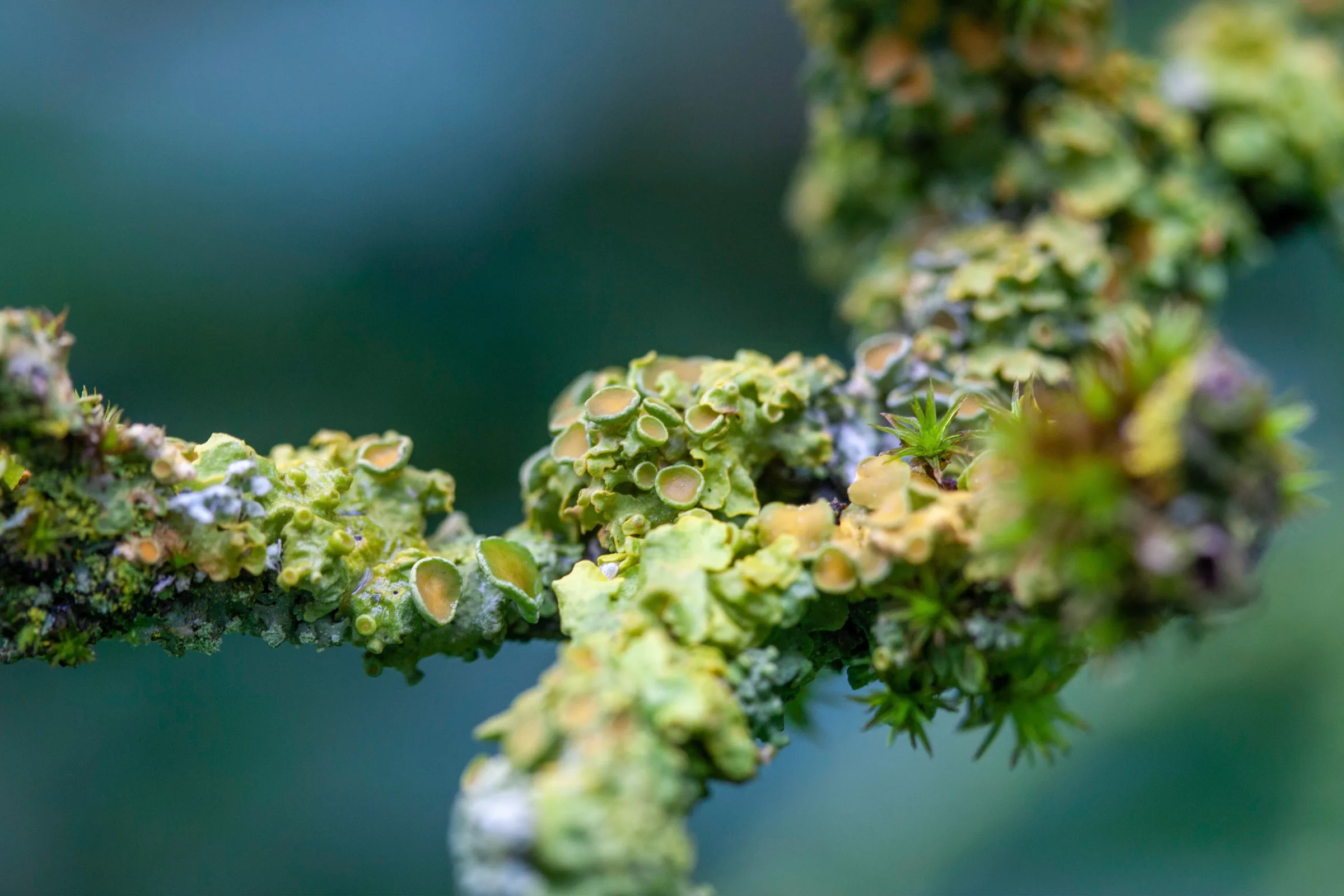 Gelbflechte (Xanthoria)