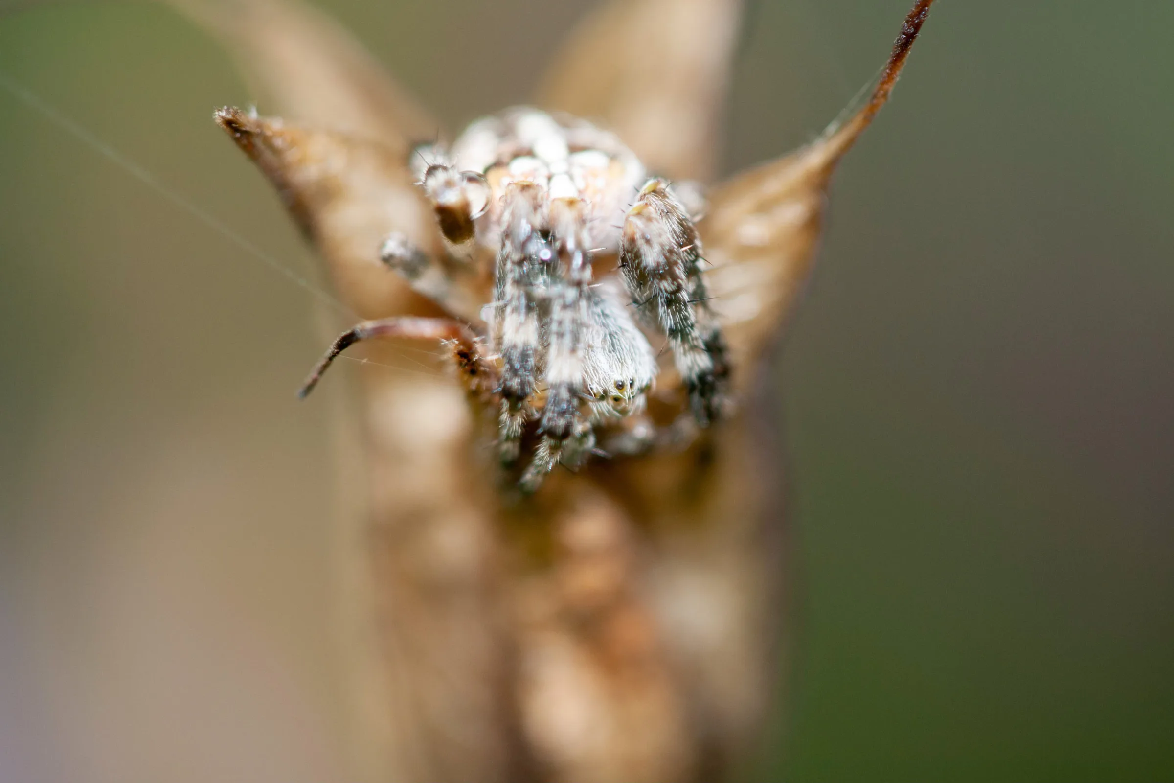 Radnetzspinne (Araneidae)
