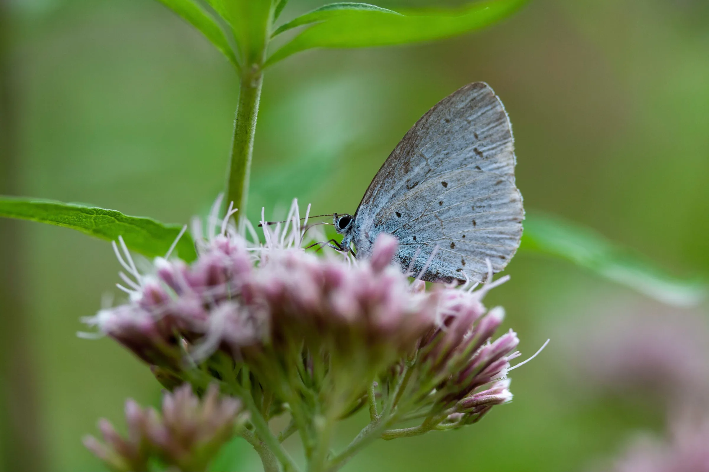 Faulbaum-Bläuling (Celastrina argiolus)