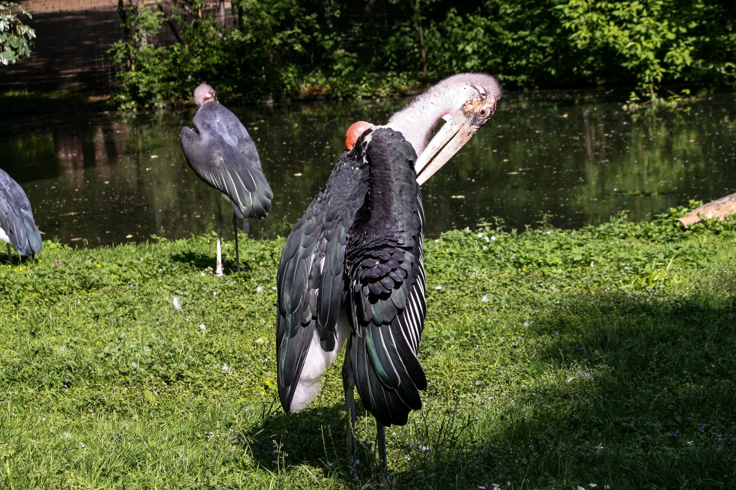 Marabu (Leptoptilos crumenifer)