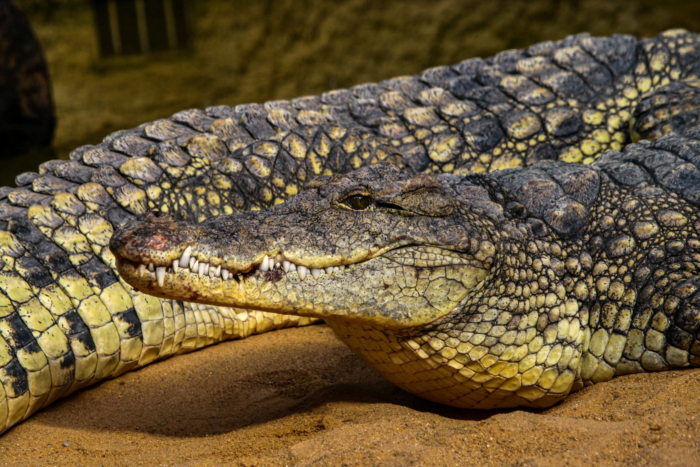 Krokodil (Crocodylus)